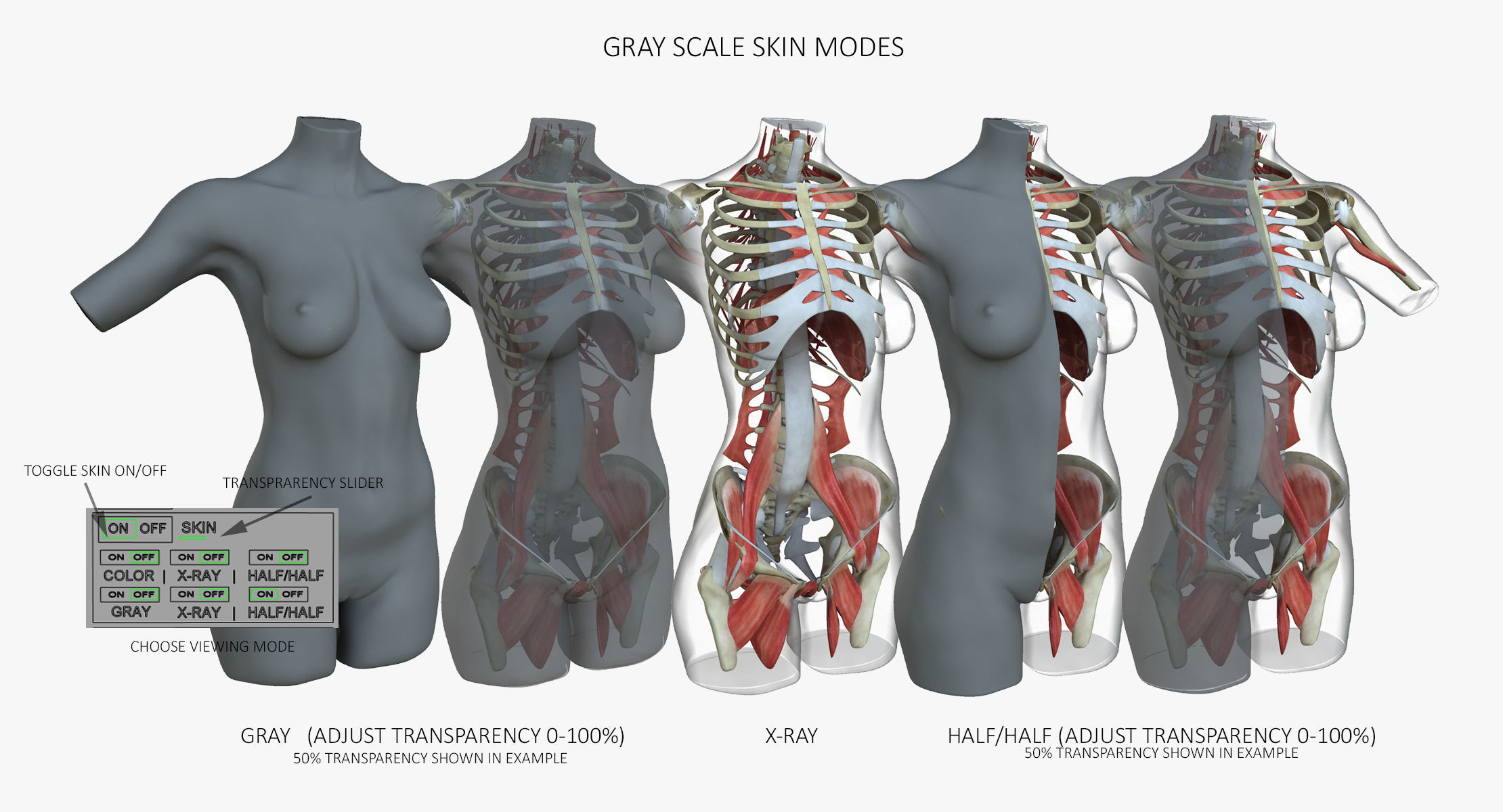 Female Torso Muscle Anatomy 3D model_17