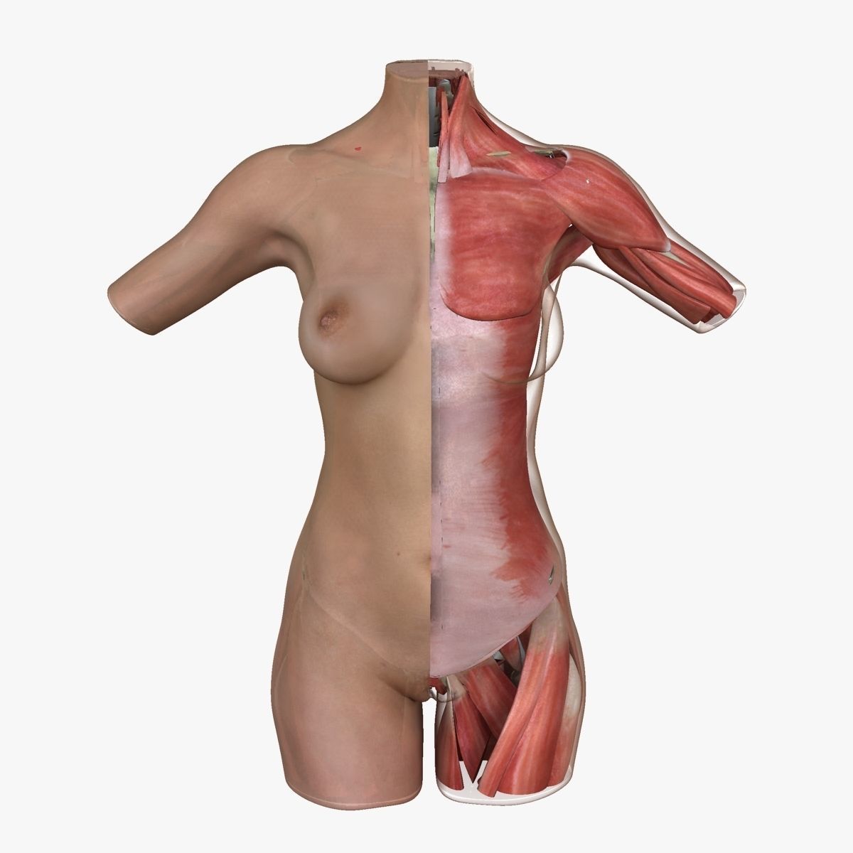 Female Torso Muscle Anatomy 3D model_3