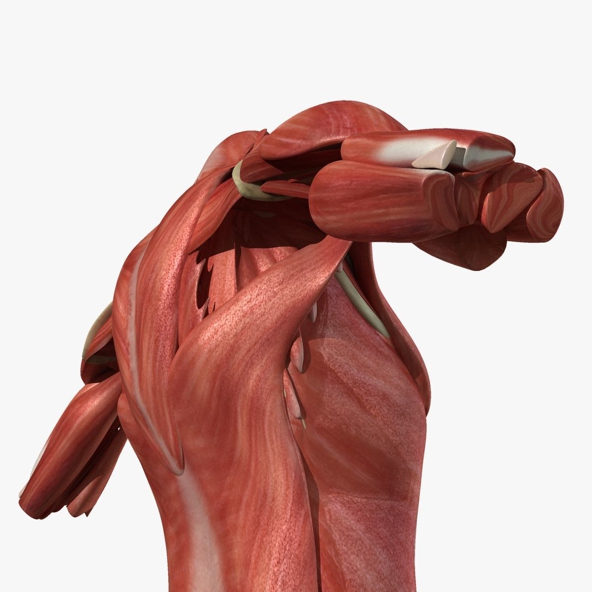 Female Torso Muscle Anatomy 3D model_8