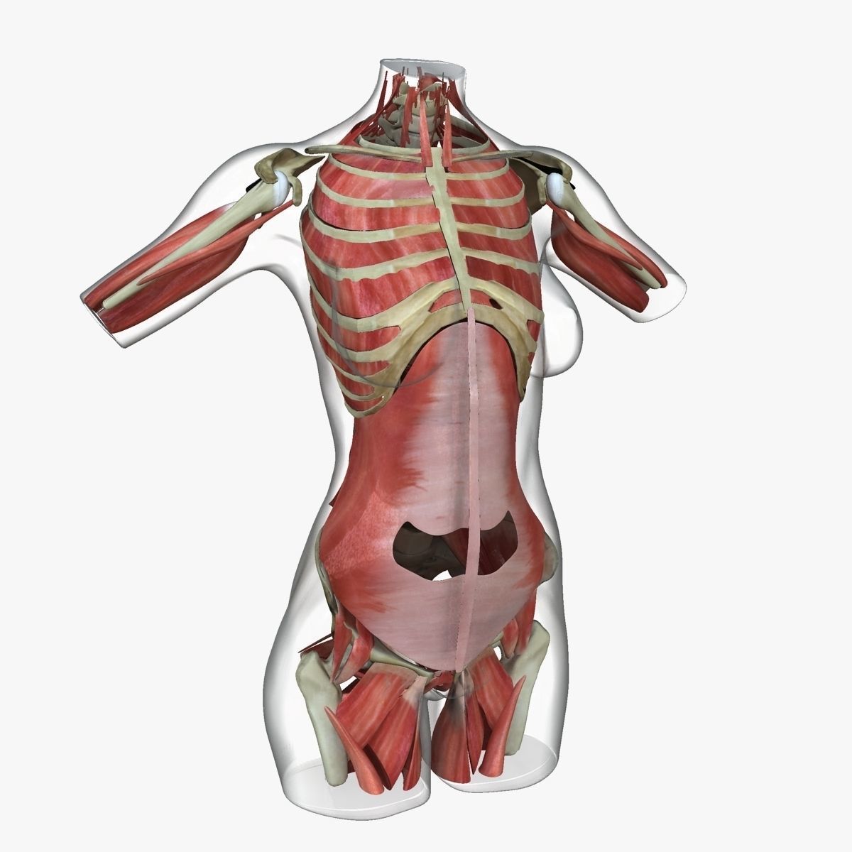Female Torso Muscle Anatomy 3D model_21