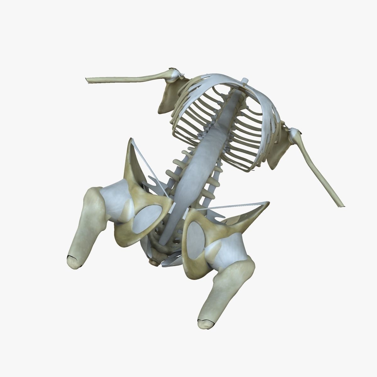 Female Torso Muscle Anatomy 3D model_6