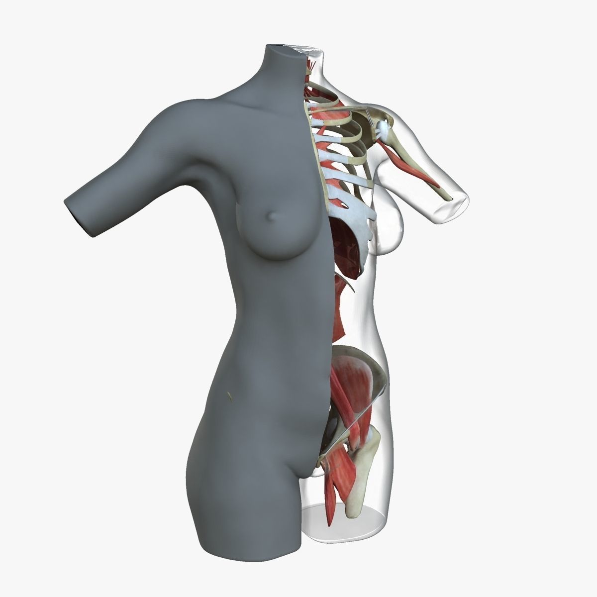 Female Torso Muscle Anatomy 3D model_27