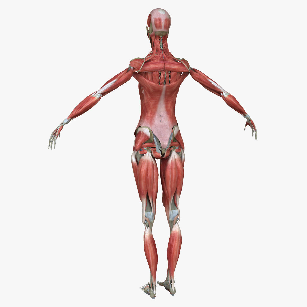 Male and Female Complete Muscle Anatomy 3D model_41