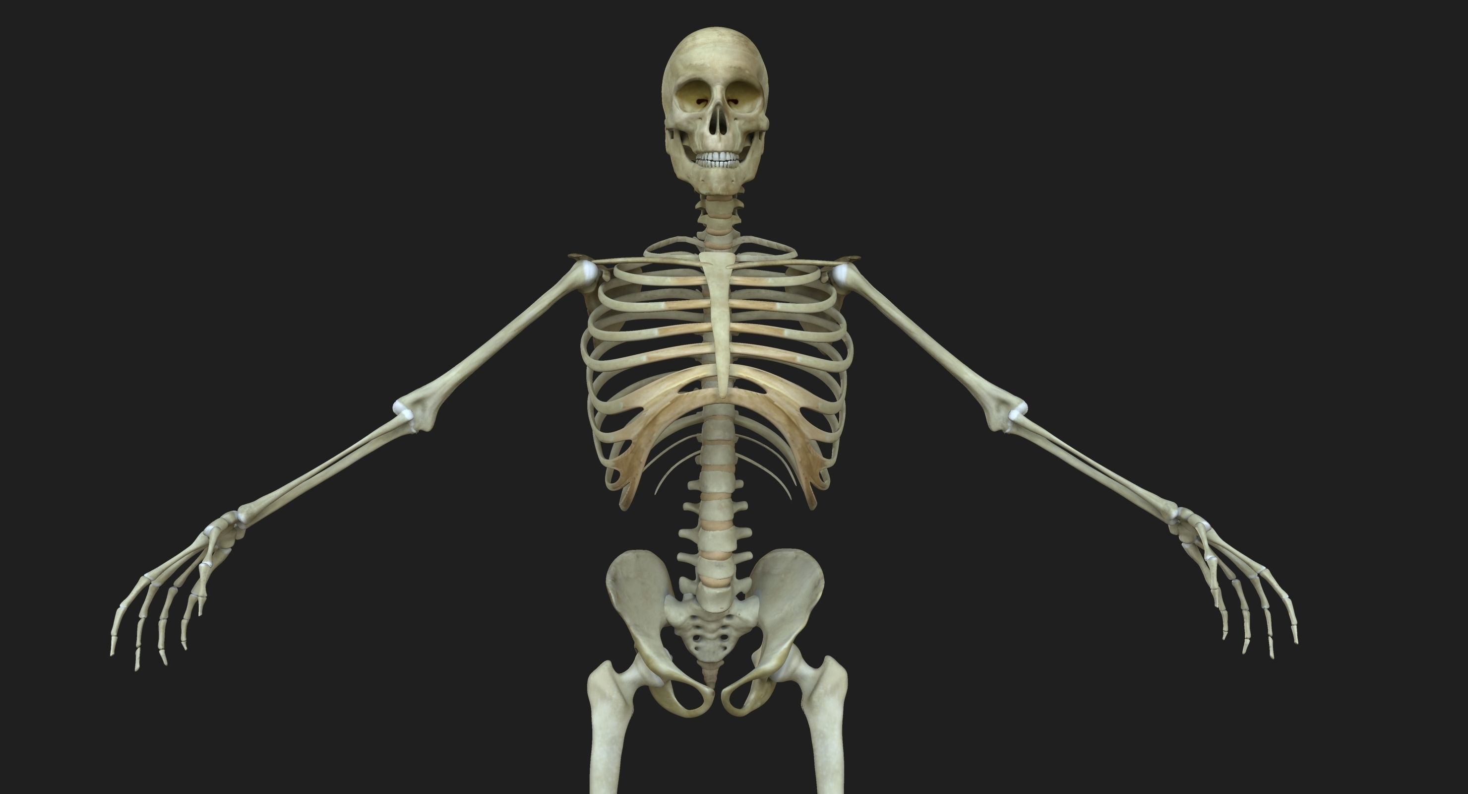 Male and Female Complete Muscle Anatomy 3D model_12