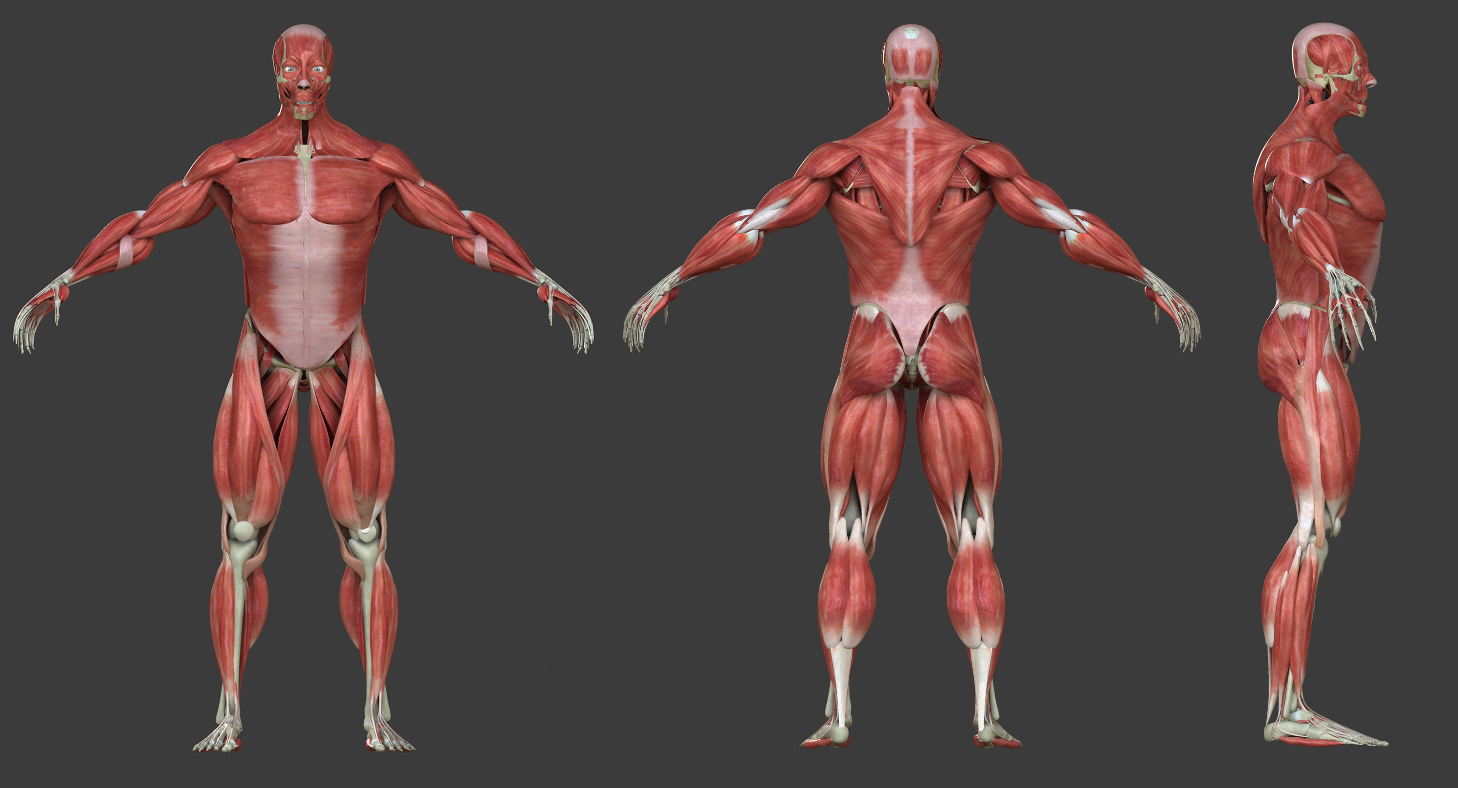 Male and Female Complete Muscle Anatomy 3D model_19
