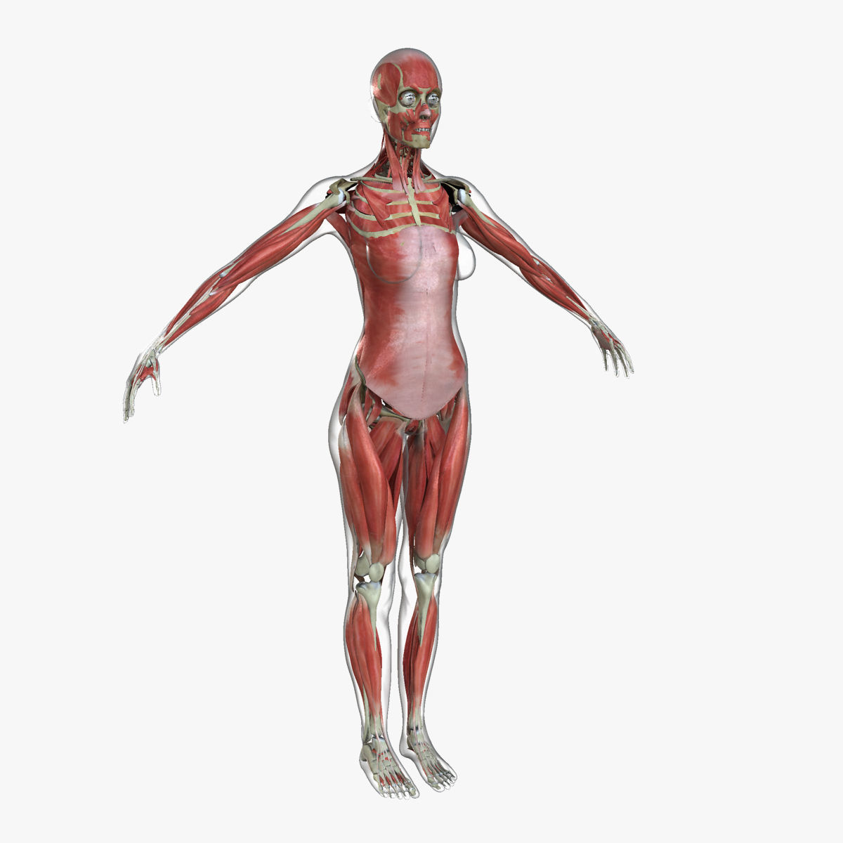 Male and Female Complete Muscle Anatomy 3D model_38