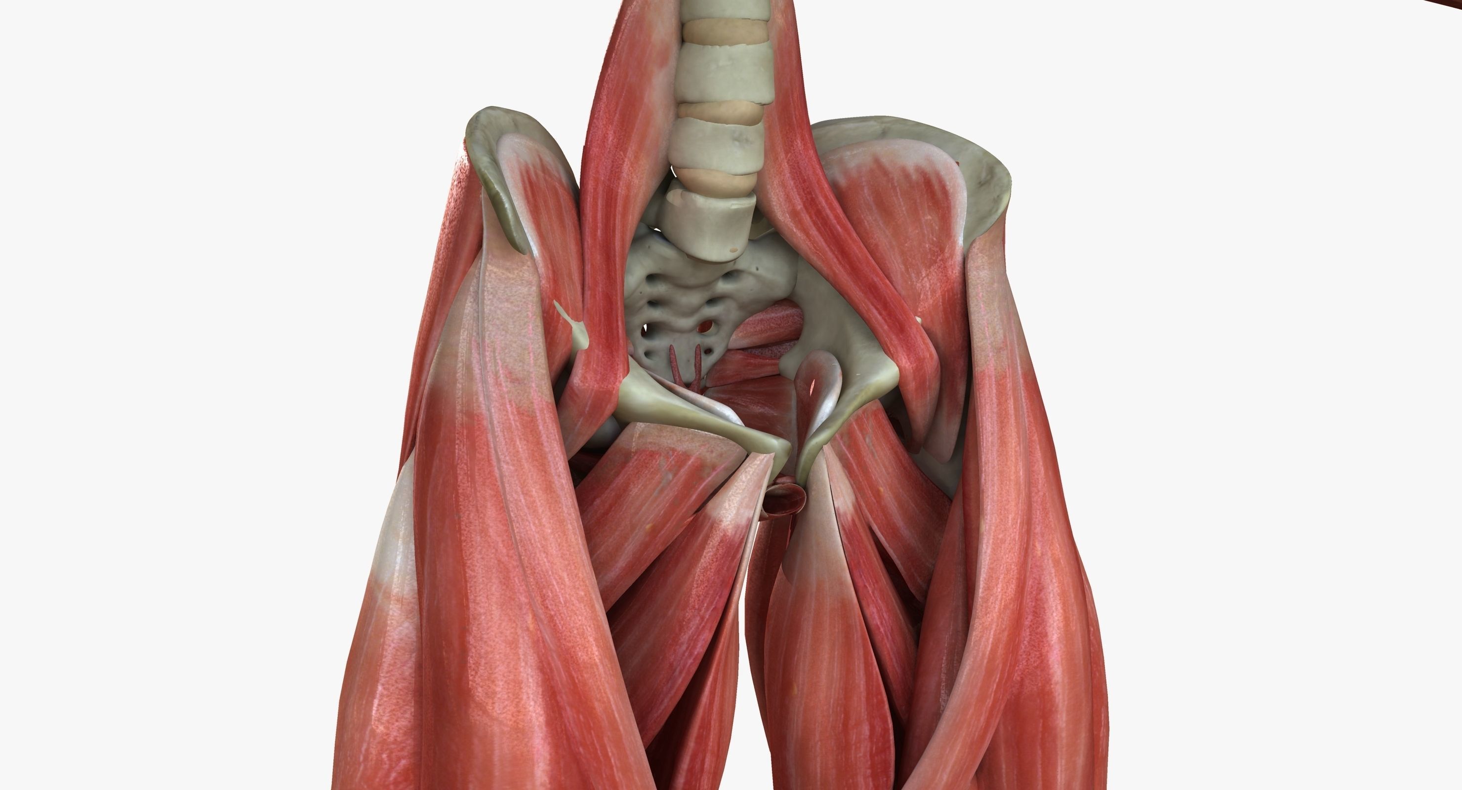 Male and Female Complete Muscle Anatomy 3D model_29