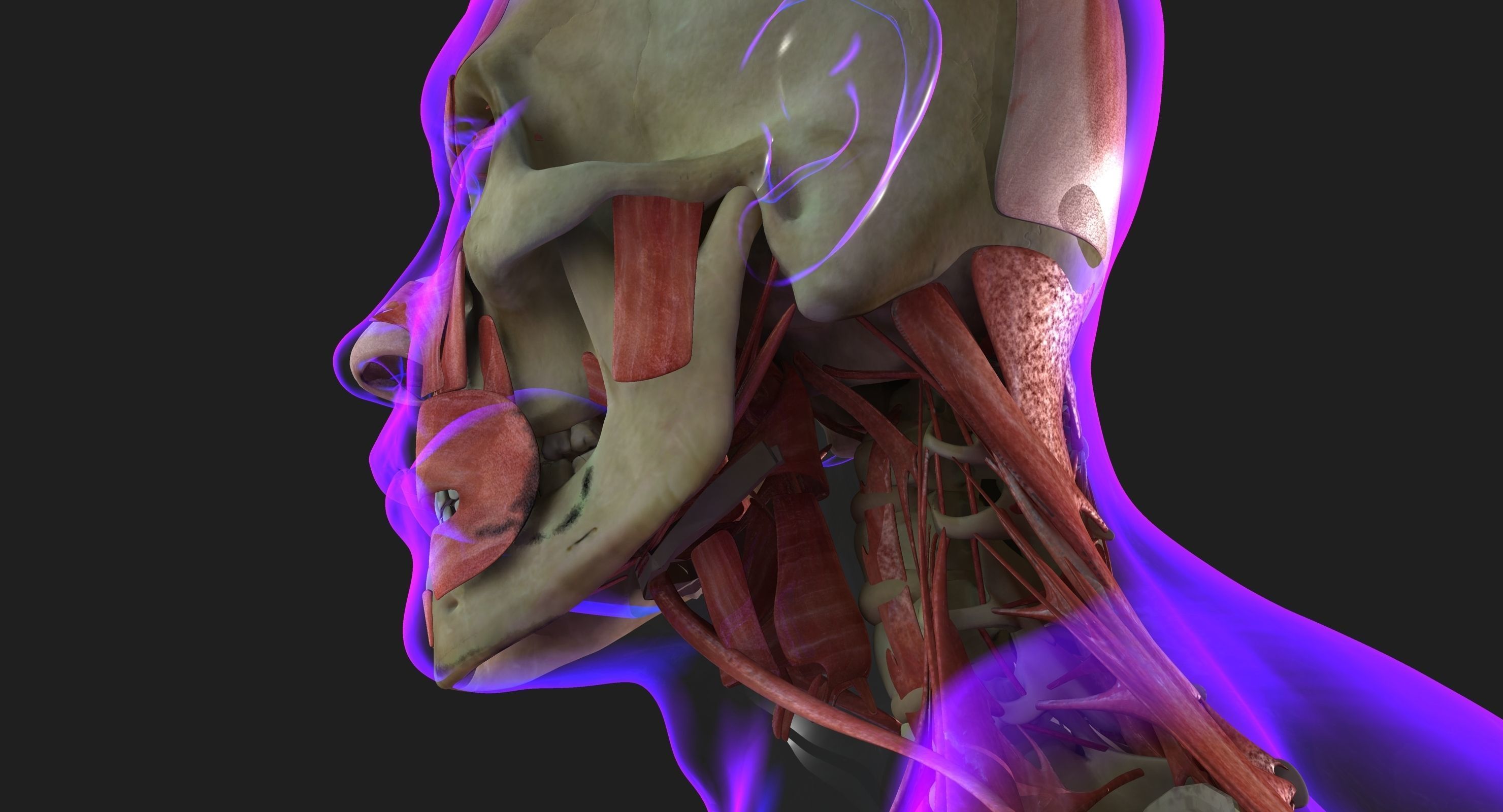 Male and Female Complete Muscle Anatomy 3D model_11