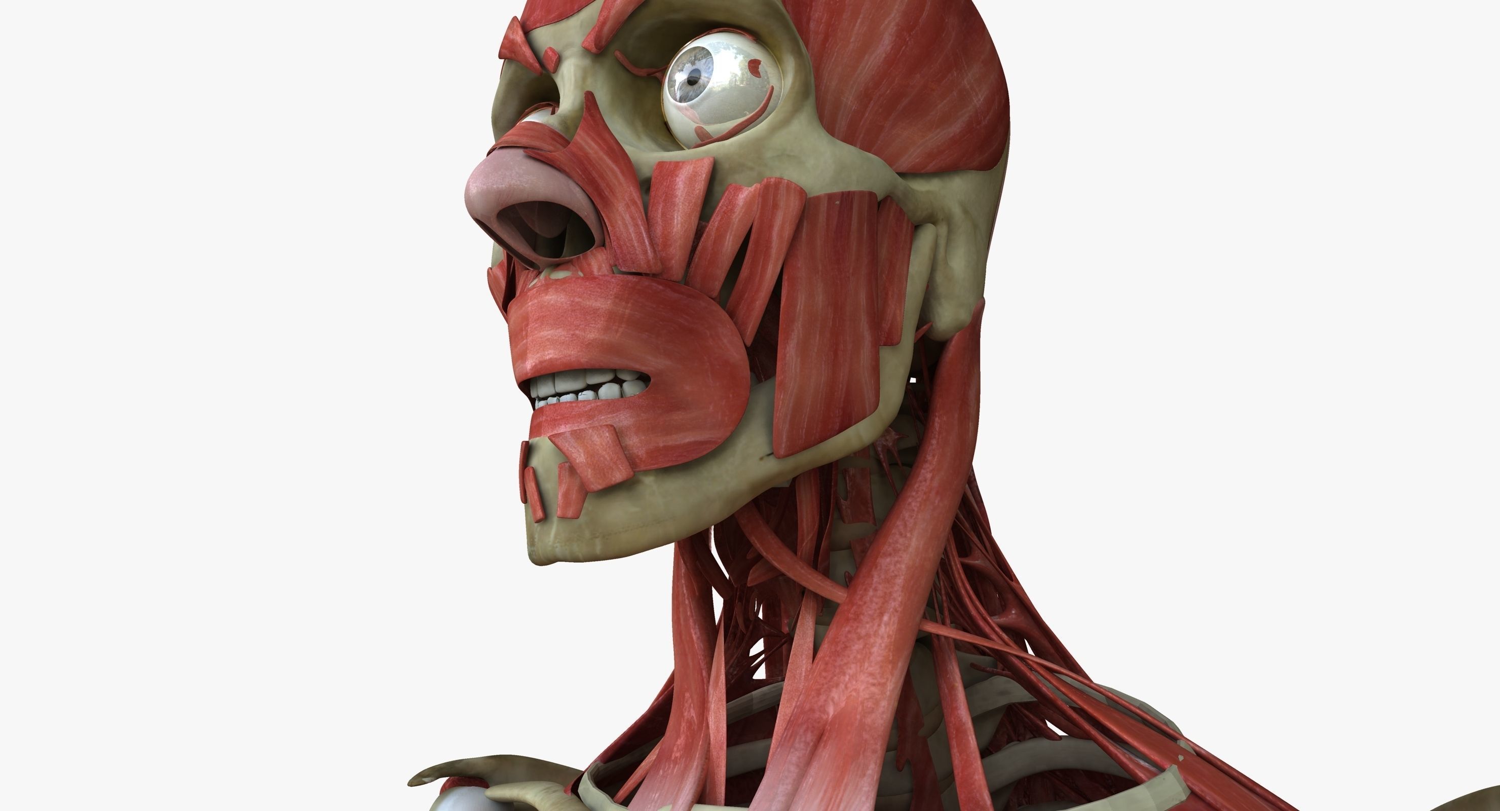 Male and Female Complete Muscle Anatomy 3D model_31