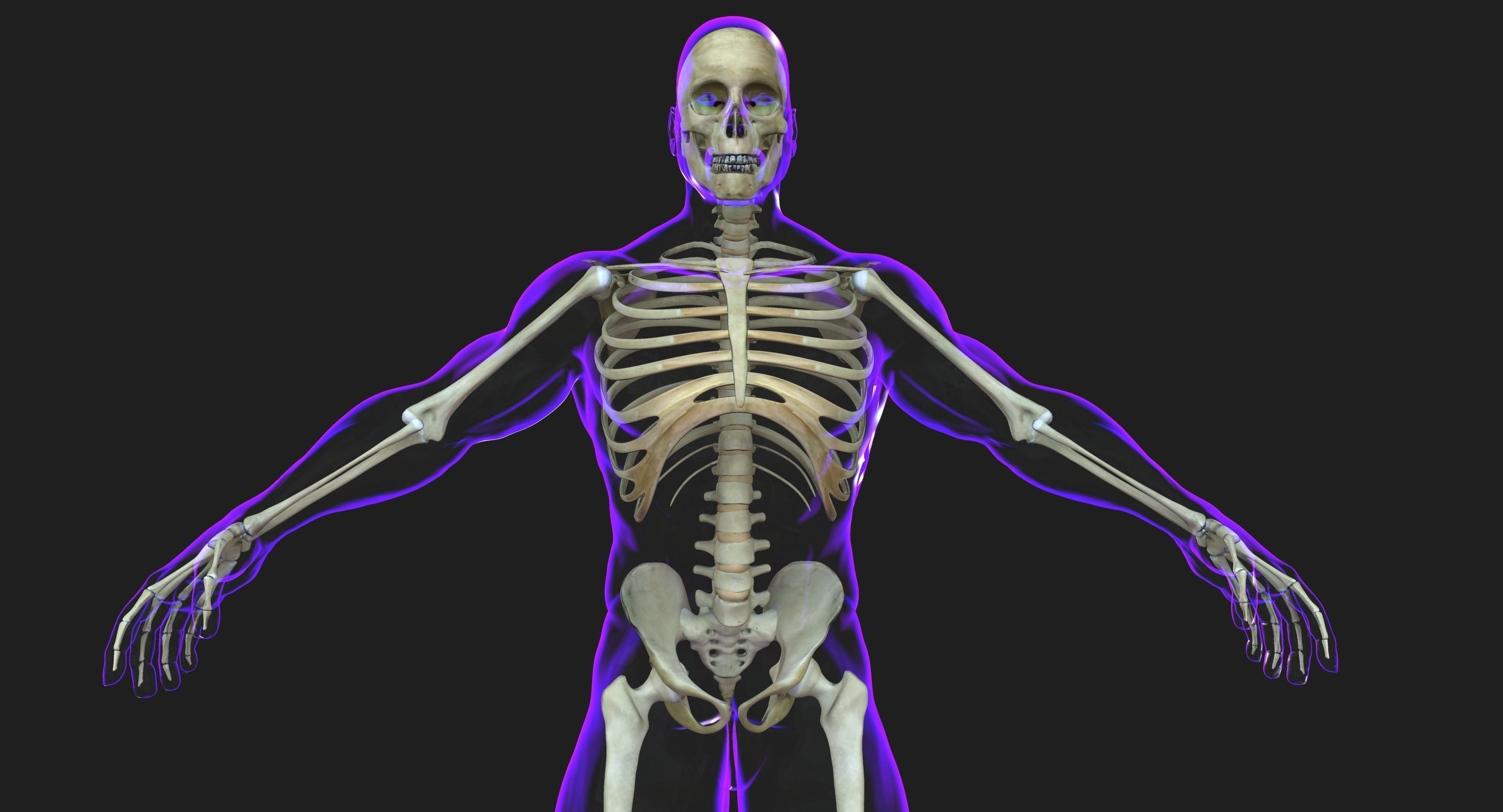 Male and Female Complete Muscle Anatomy 3D model_13