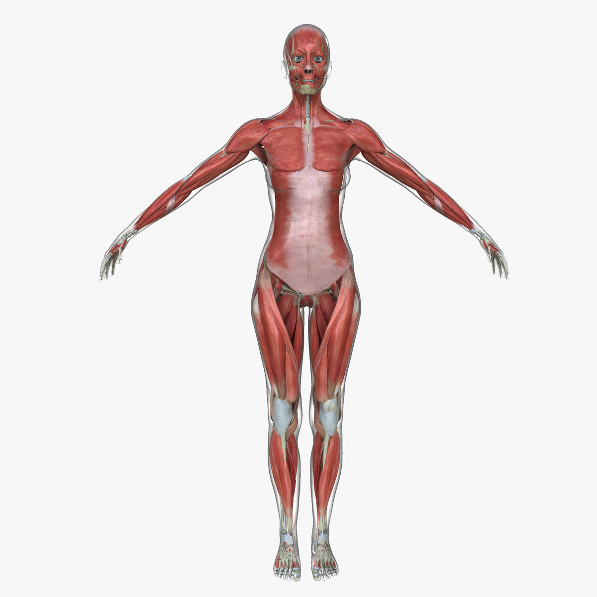 Male and Female Complete Muscle Anatomy 3D model_46