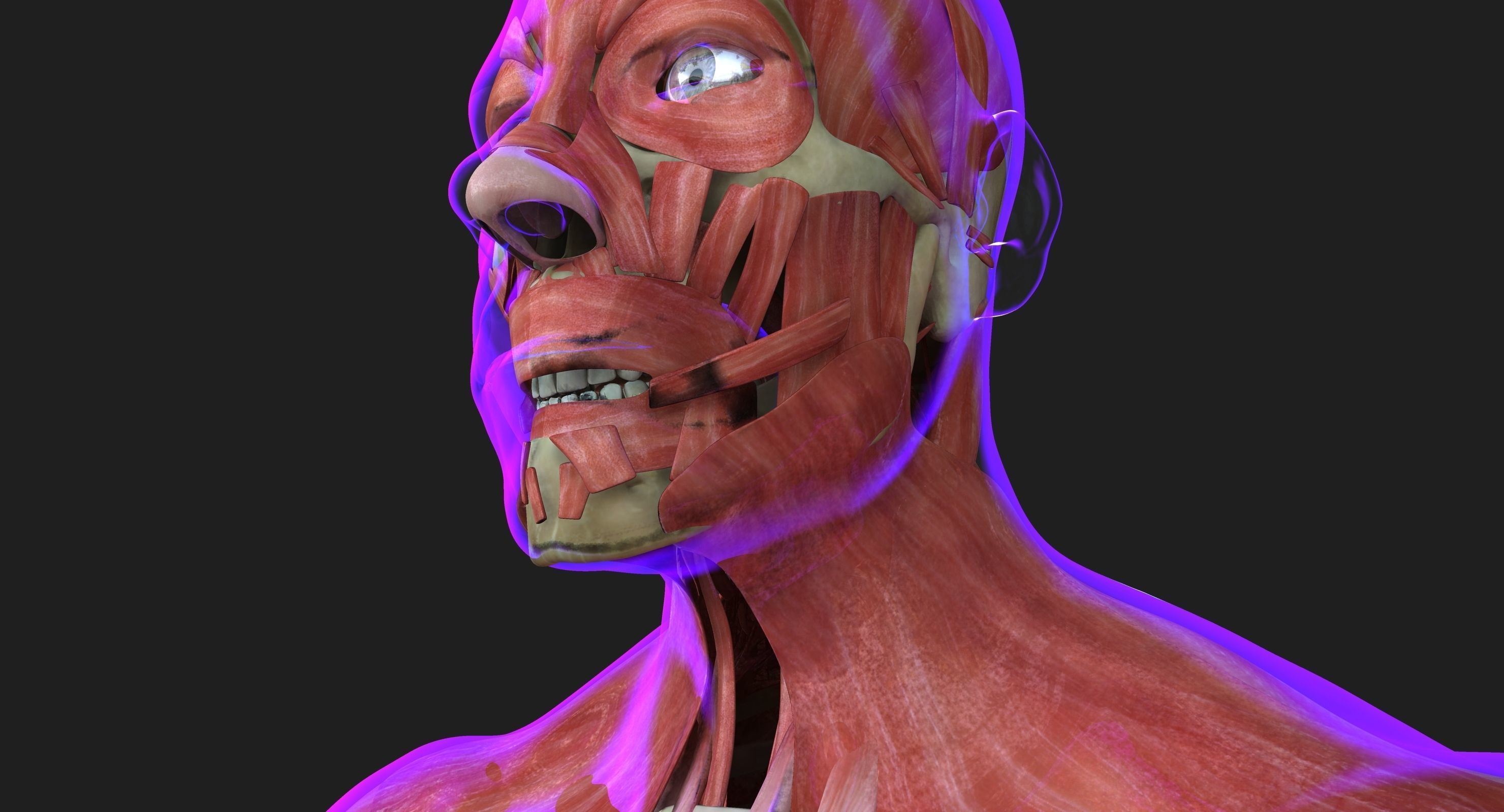 Male and Female Complete Muscle Anatomy 3D model_9