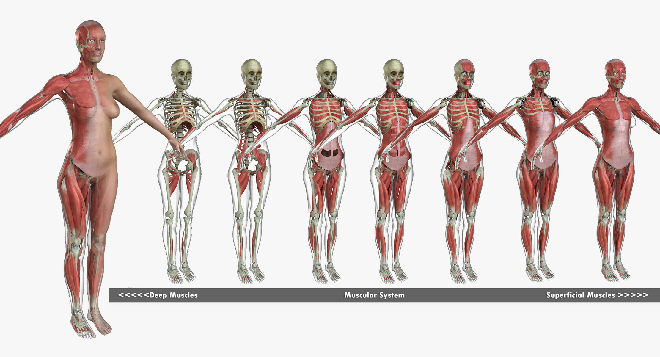 Male and Female Complete Muscle Anatomy 3D model_4