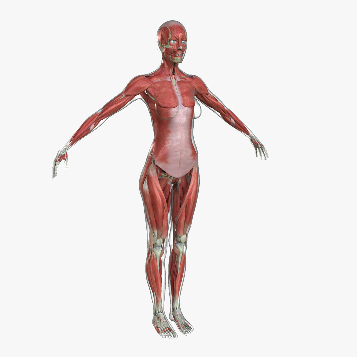 Male and Female Complete Muscle Anatomy 3D model_39