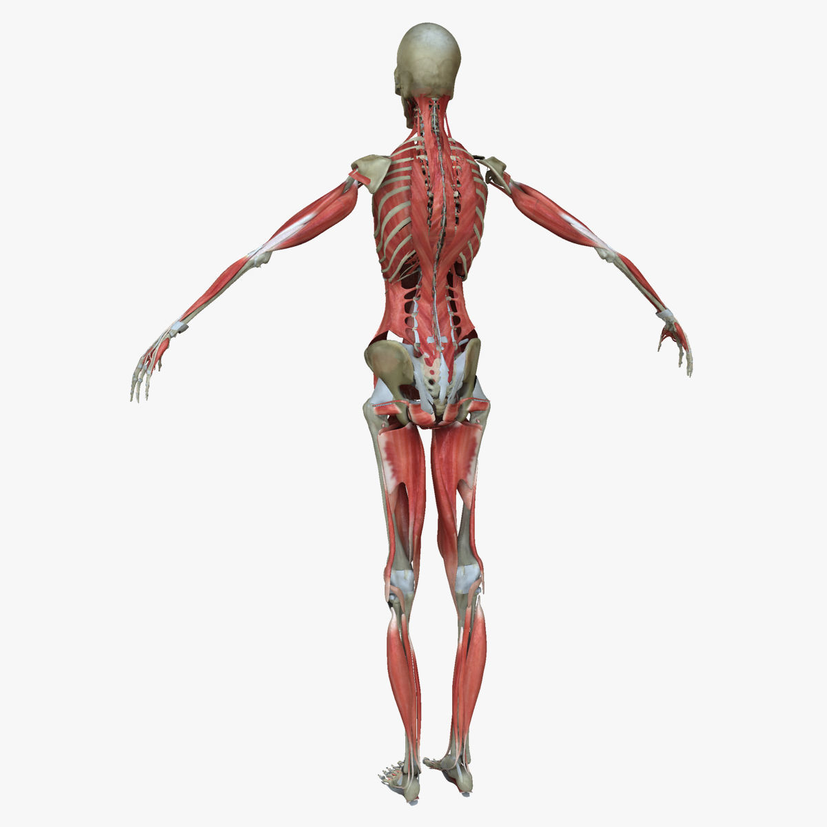 Male and Female Complete Muscle Anatomy 3D model_50