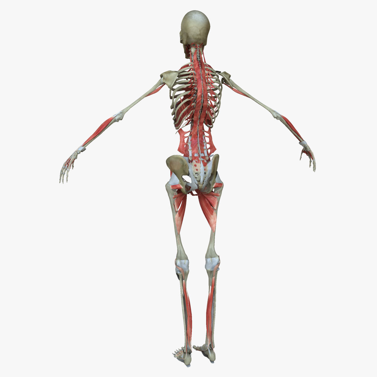 Male and Female Complete Muscle Anatomy 3D model_51
