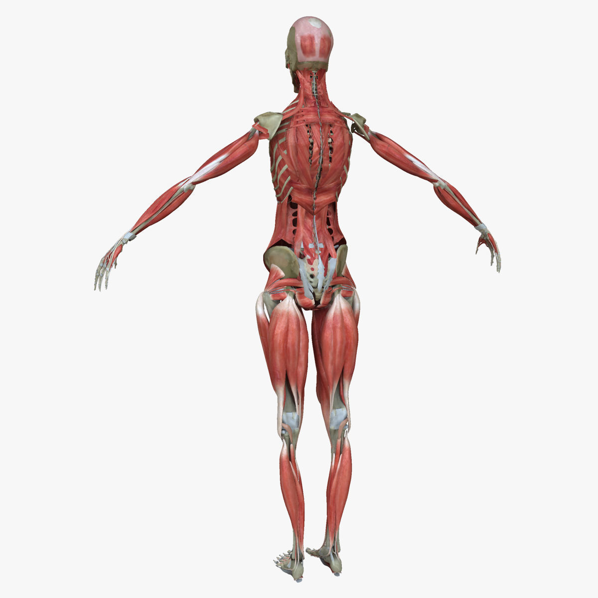 Male and Female Complete Muscle Anatomy 3D model_48