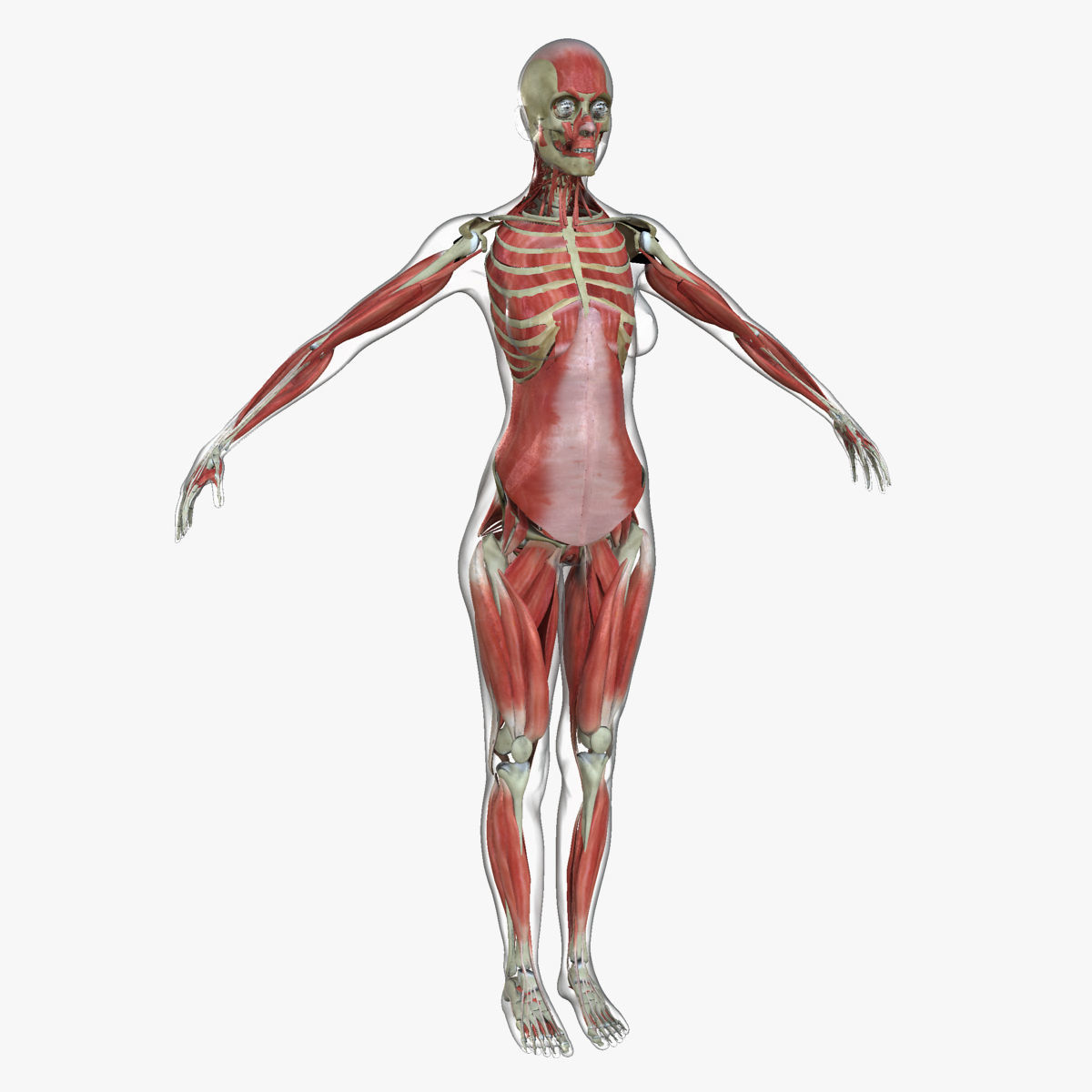 Male and Female Complete Muscle Anatomy 3D model_37
