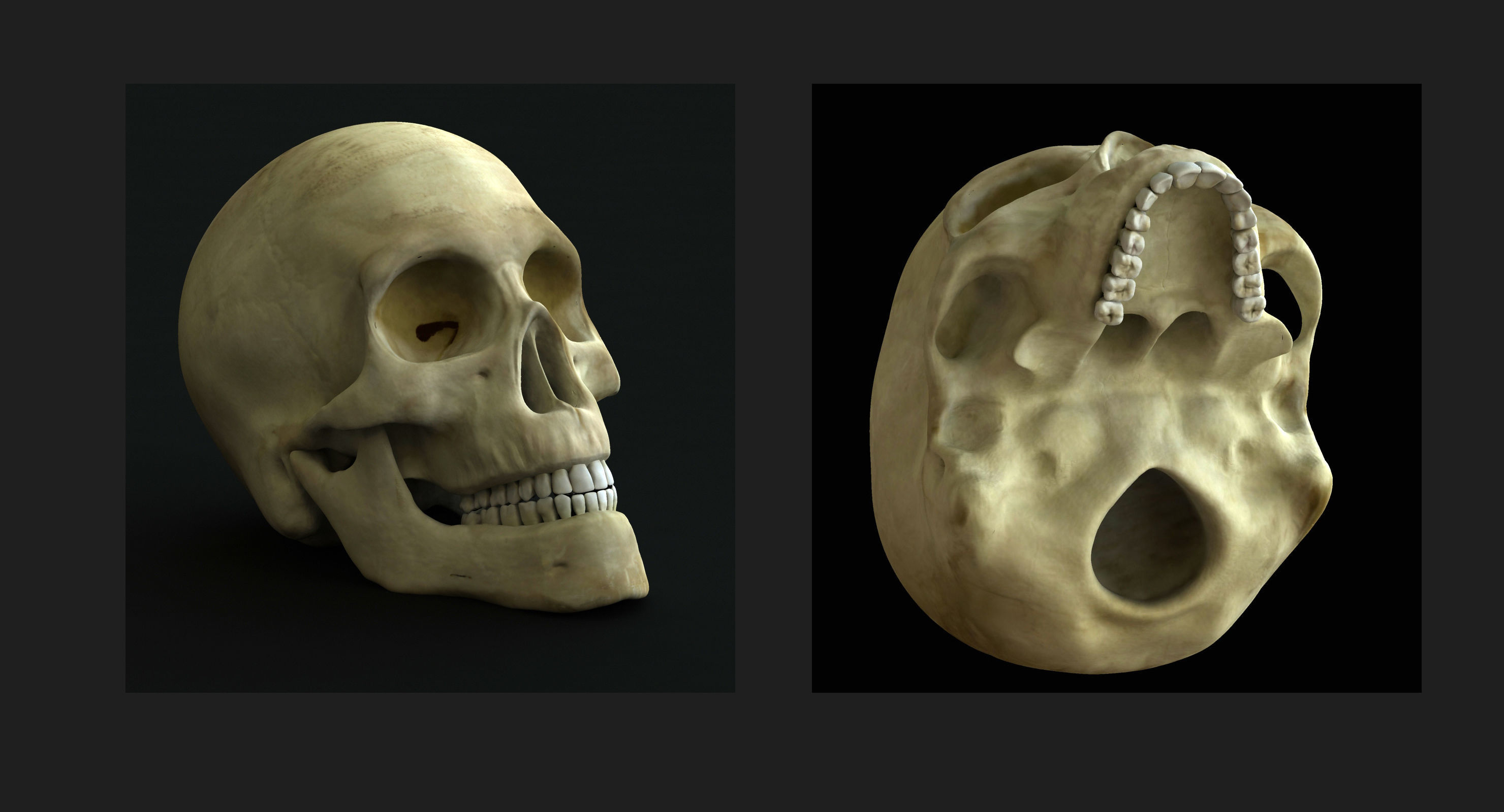 Male and Female Complete Muscle Anatomy 3D model_22