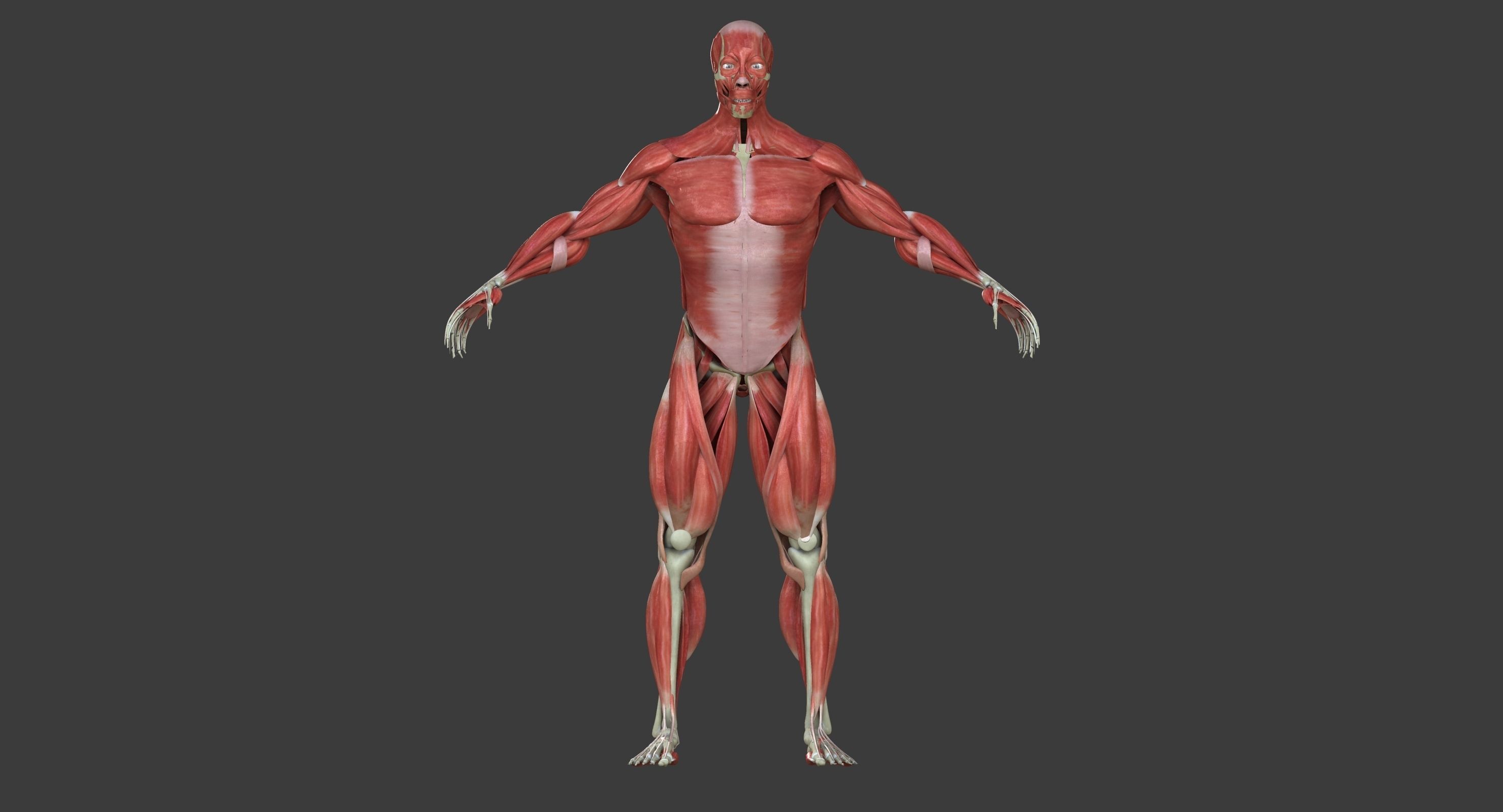 Male and Female Complete Muscle Anatomy 3D model_16