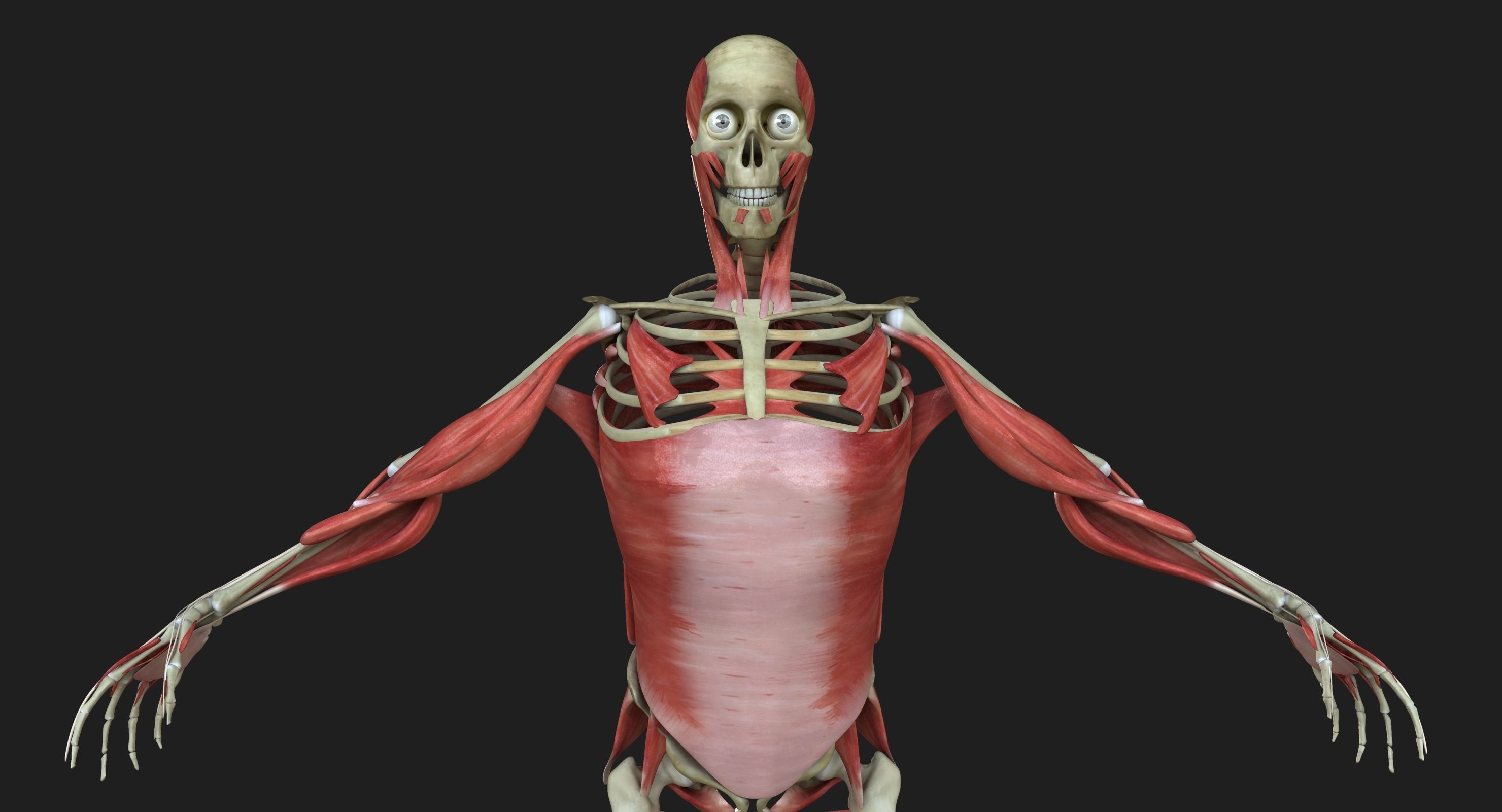Male and Female Complete Muscle Anatomy 3D model_20