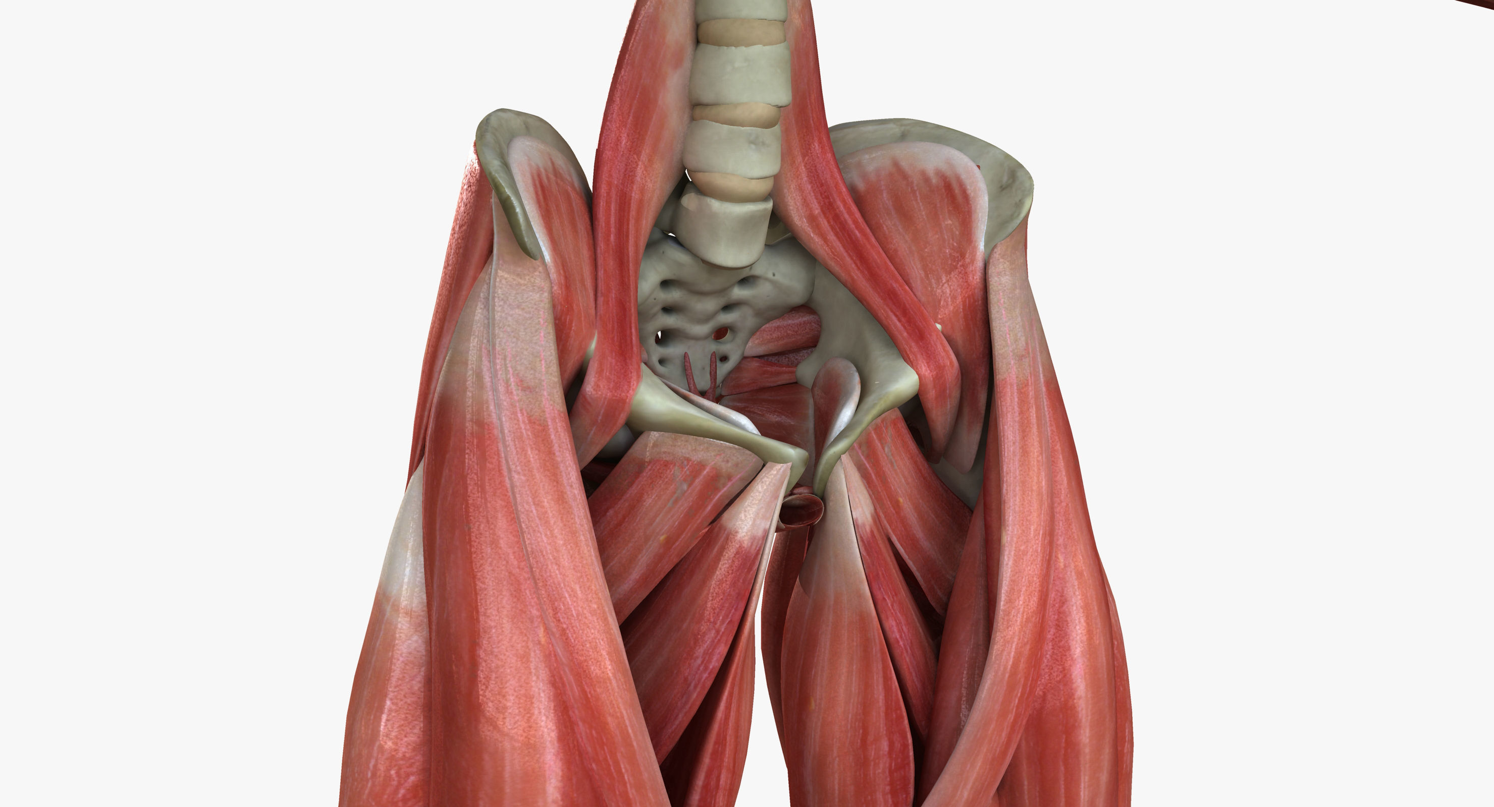 Male and Female Complete Muscle Anatomy 3D model_30
