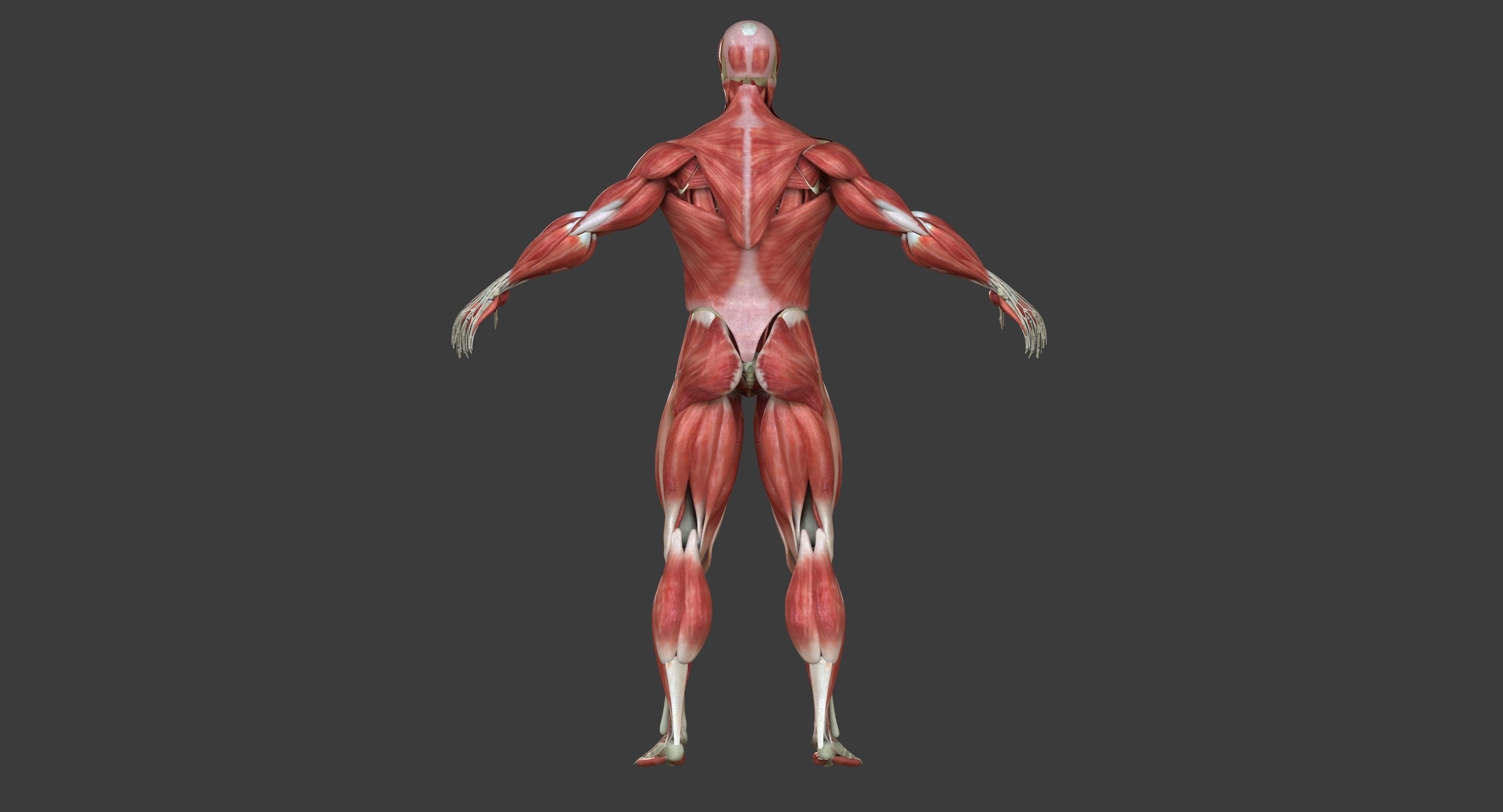 Male and Female Complete Muscle Anatomy 3D model_18