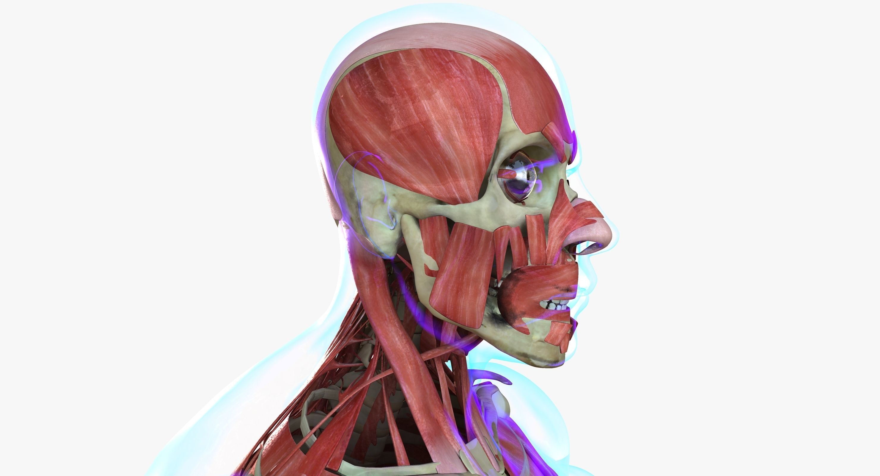 Male and Female Complete Muscle Anatomy 3D model_21
