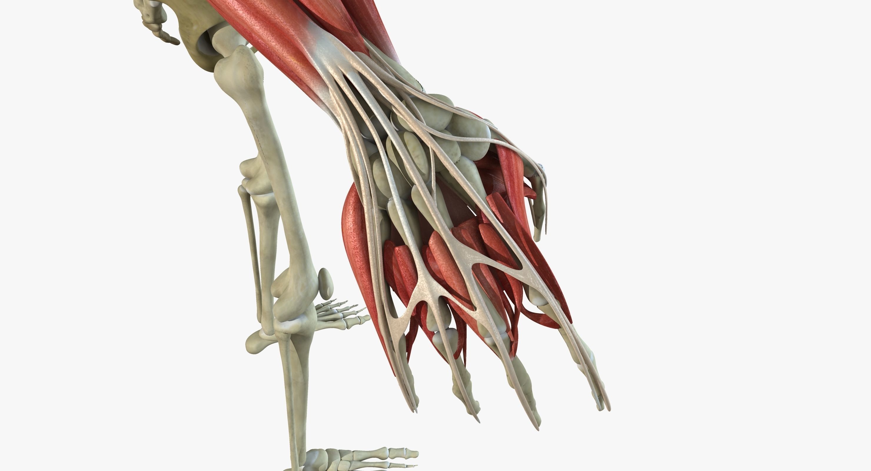 Male and Female Complete Muscle Anatomy 3D model_28