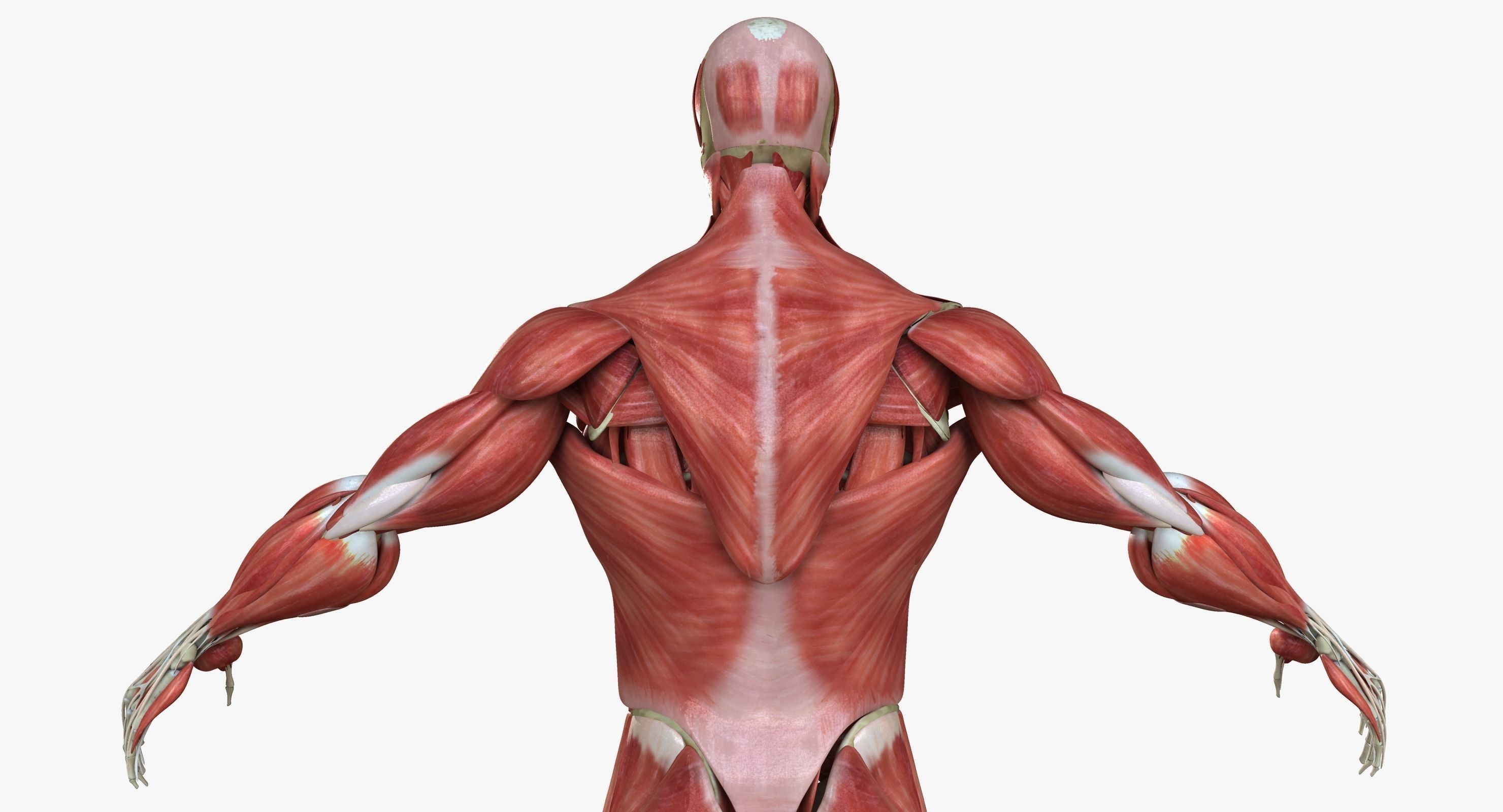Male and Female Complete Muscle Anatomy 3D model_24