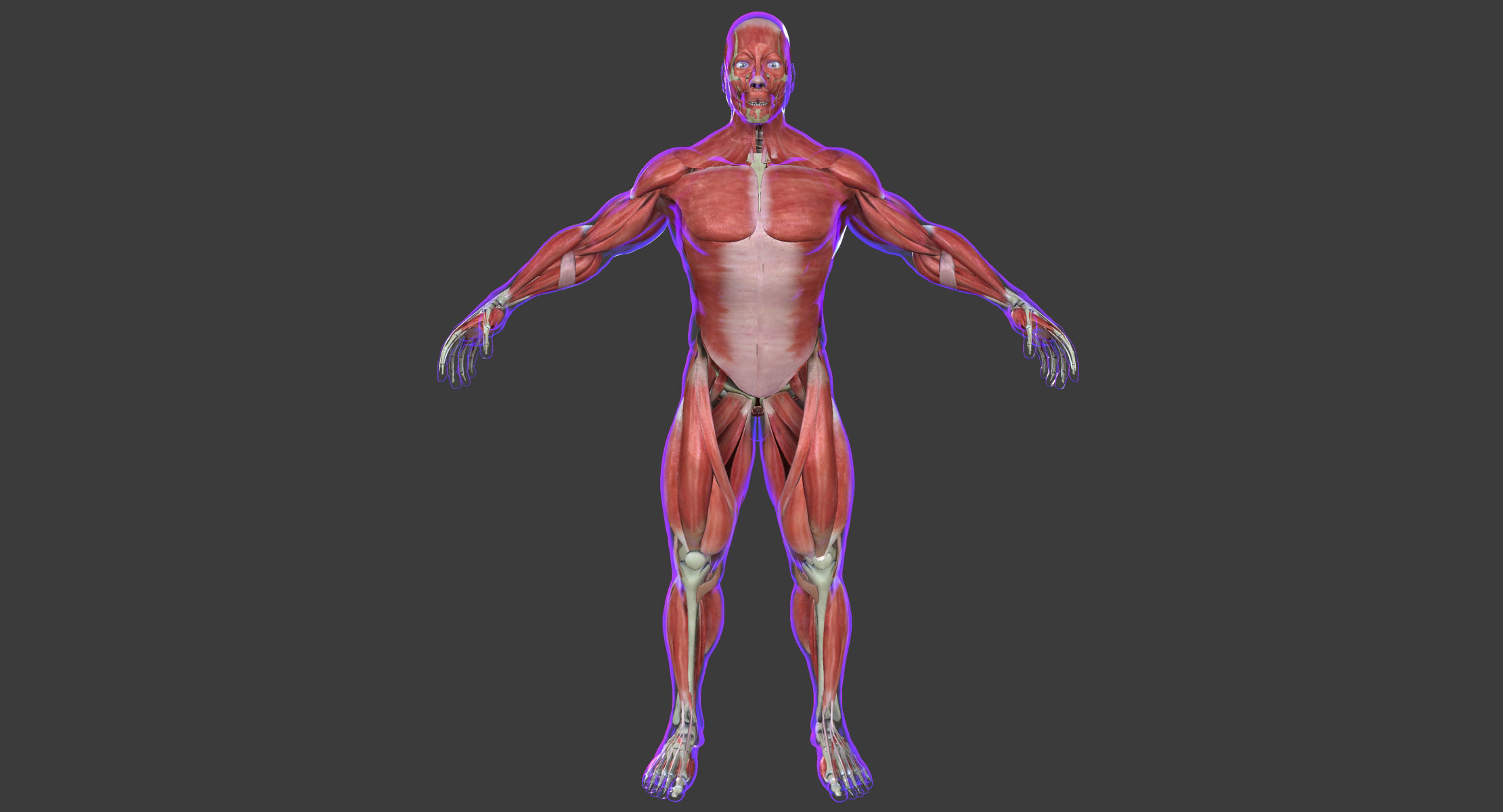 Male and Female Complete Muscle Anatomy 3D model_23