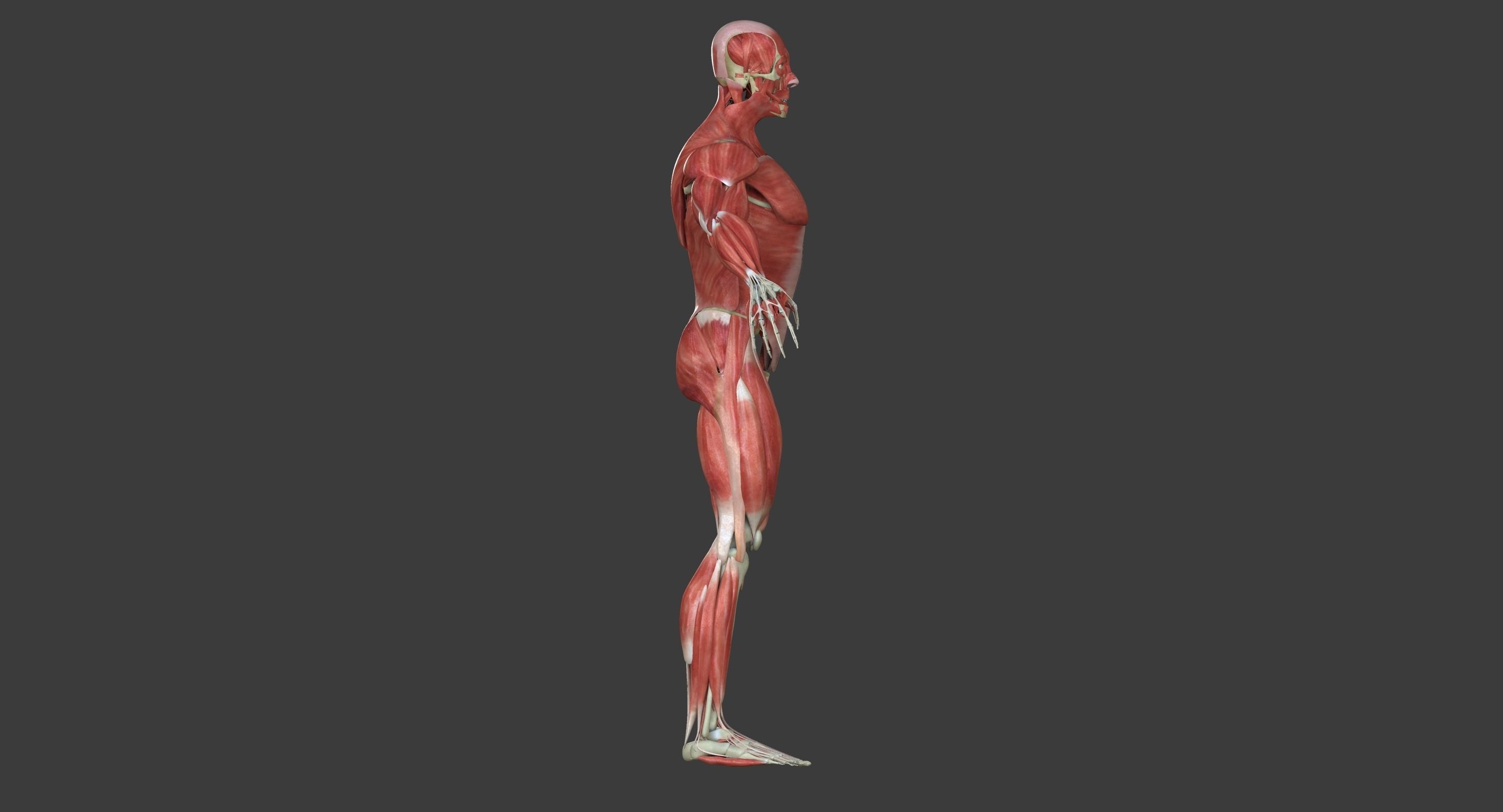 Male and Female Complete Muscle Anatomy 3D model_17