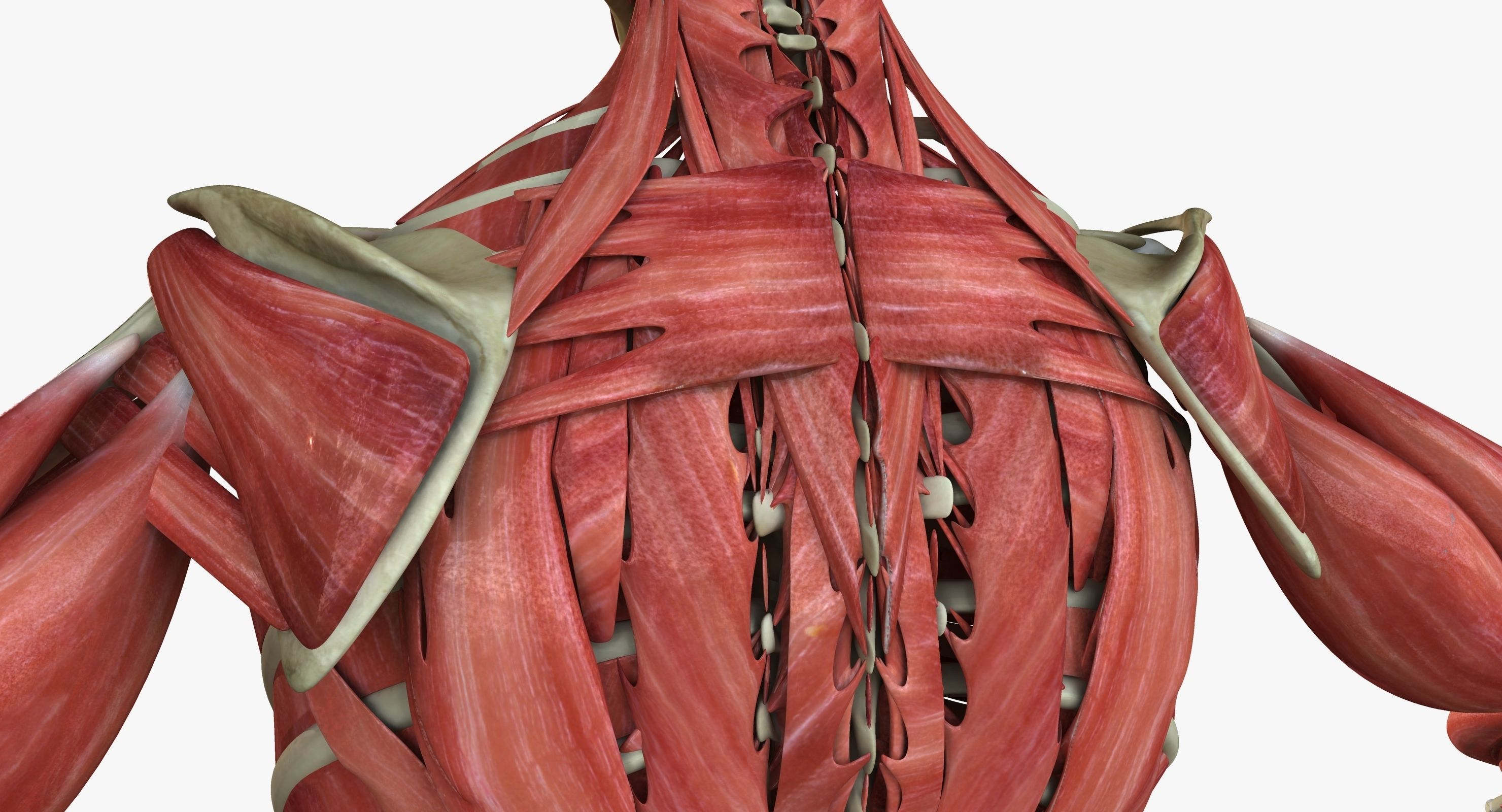 Male and Female Complete Muscle Anatomy 3D model_26