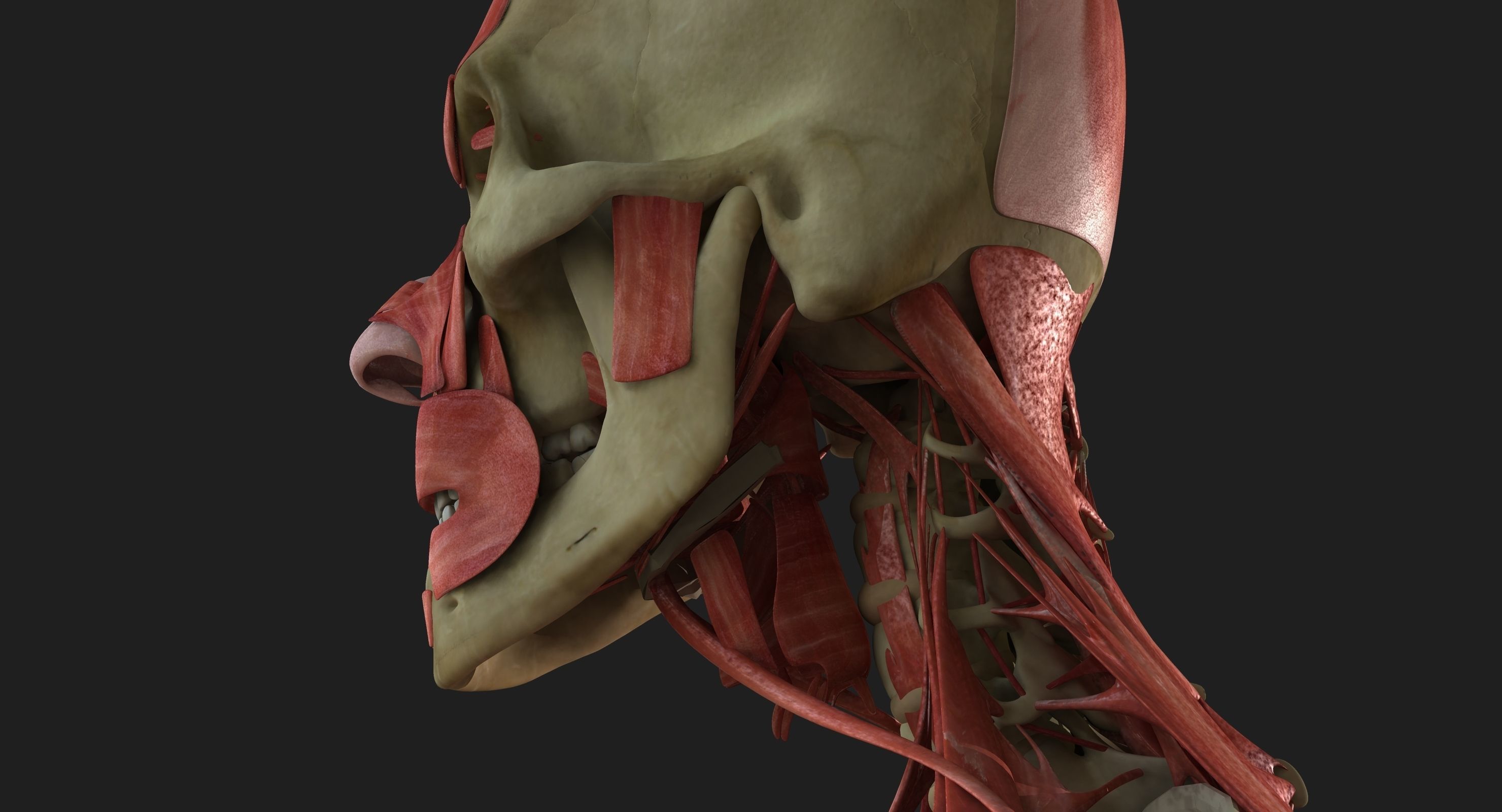Male and Female Complete Muscle Anatomy 3D model_10