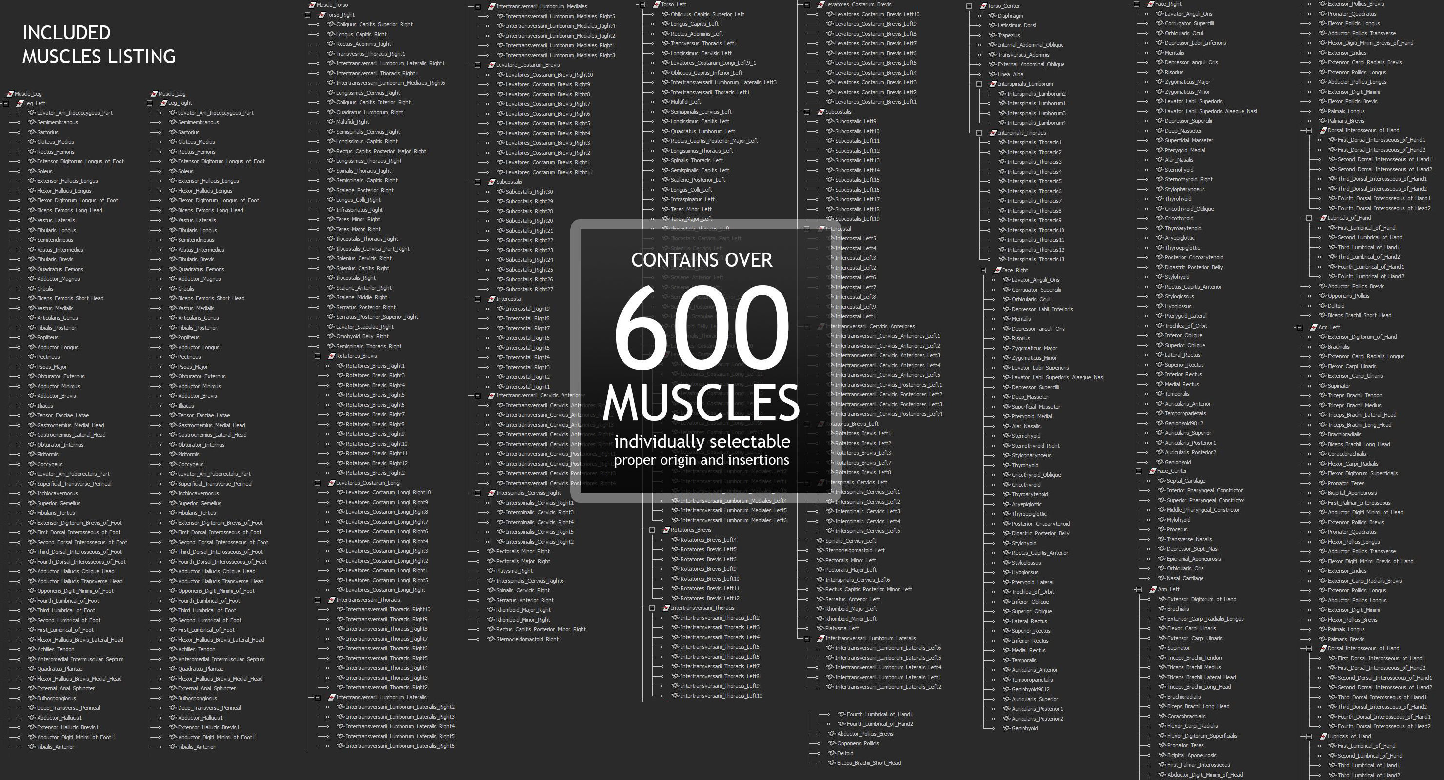 Male and Female Complete Muscle Anatomy 3D model_42