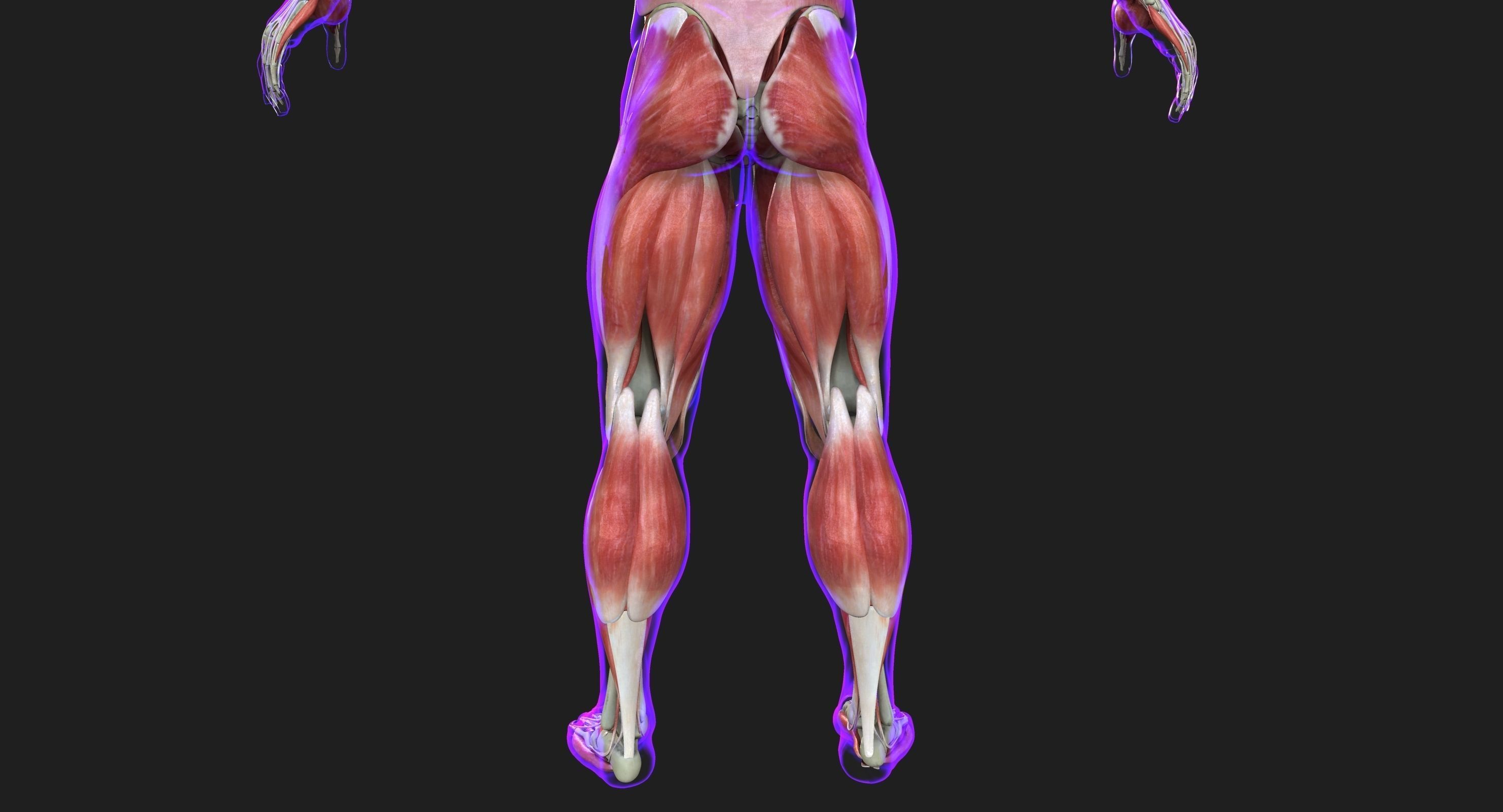 Male and Female Complete Muscle Anatomy 3D model_15