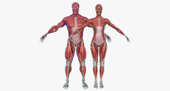 Male and Female Complete Muscle Anatomy 3D model
