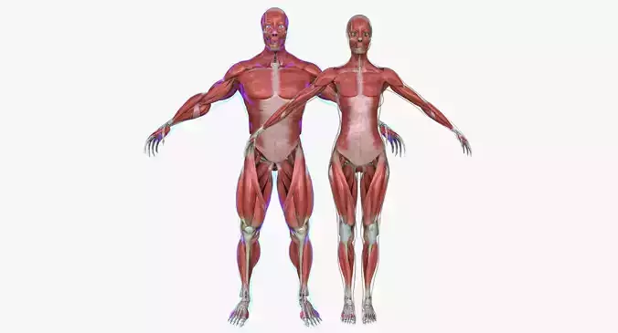Male and Female Complete Muscle Anatomy 3D model