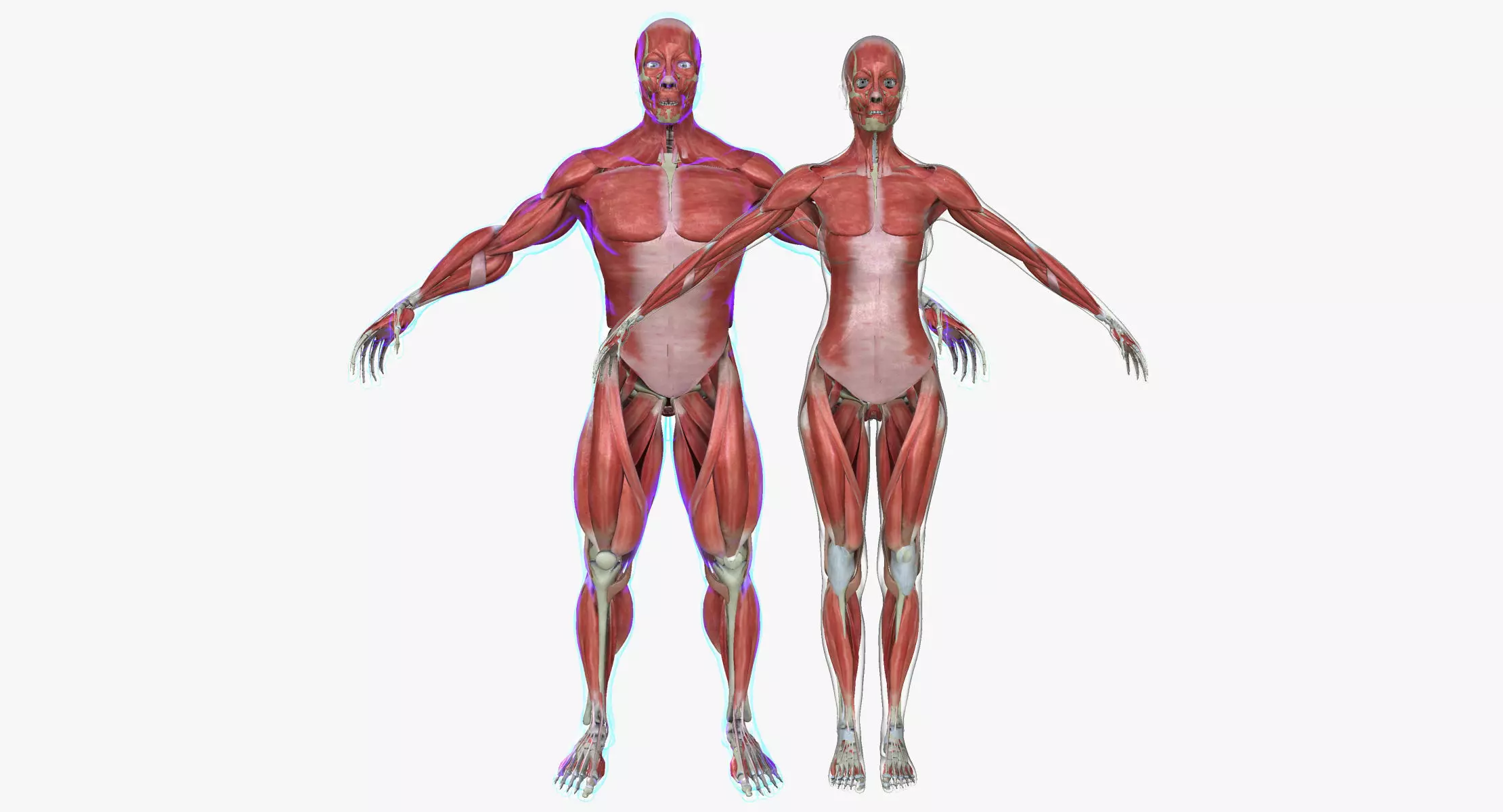 Male and Female Complete Muscle Anatomy 3D model_0