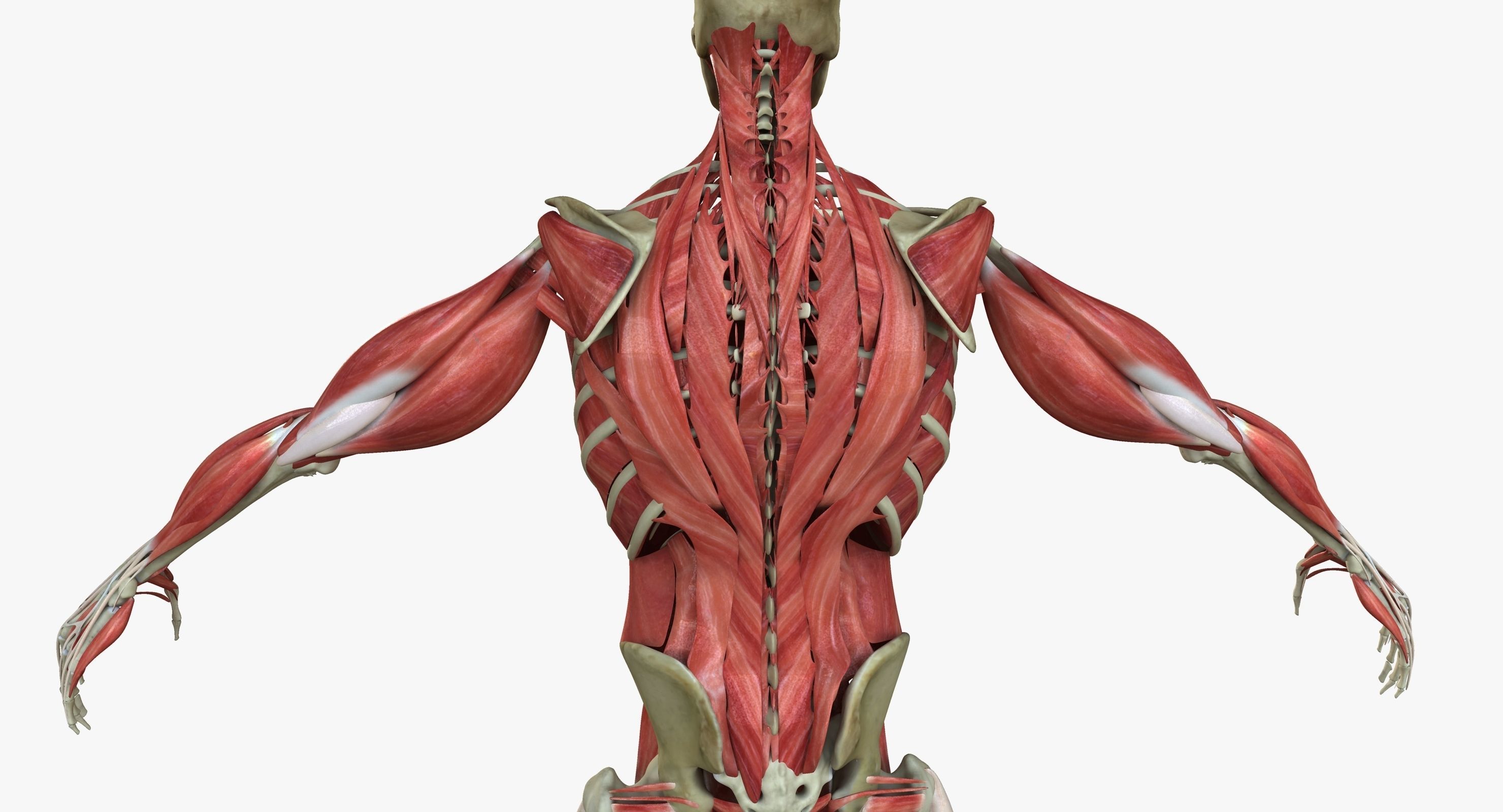 Male and Female Complete Muscle Anatomy 3D model_27