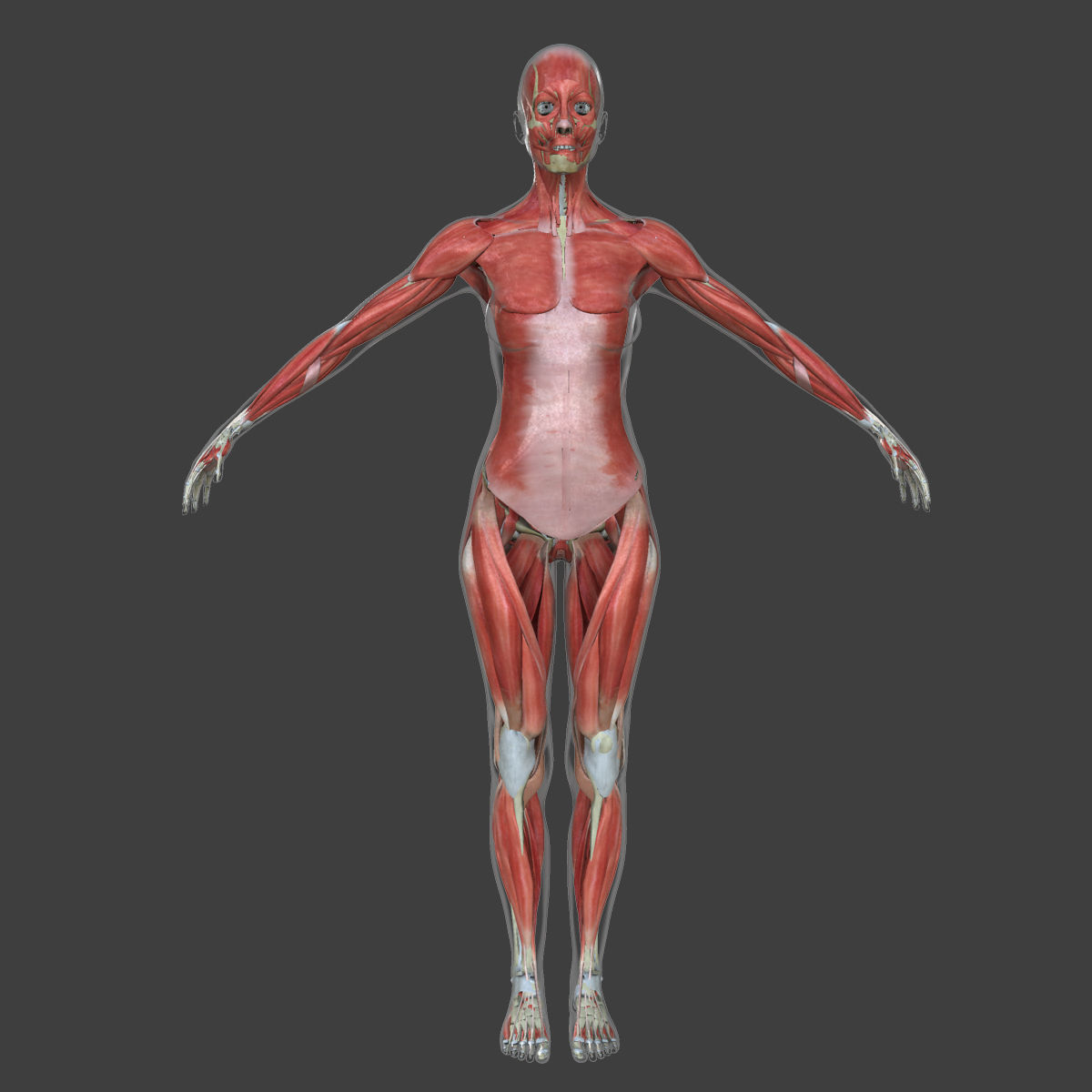Male and Female Complete Muscle Anatomy 3D model_47