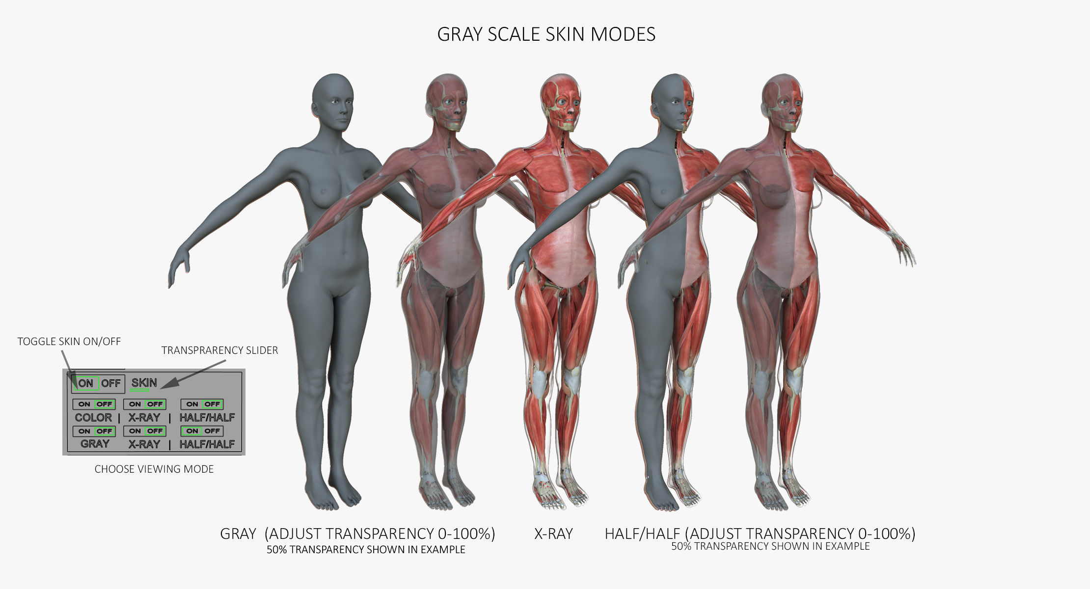 Male and Female Complete Muscle Anatomy 3D model_6