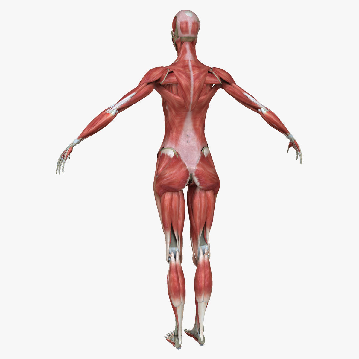 Male and Female Complete Muscle Anatomy 3D model_32