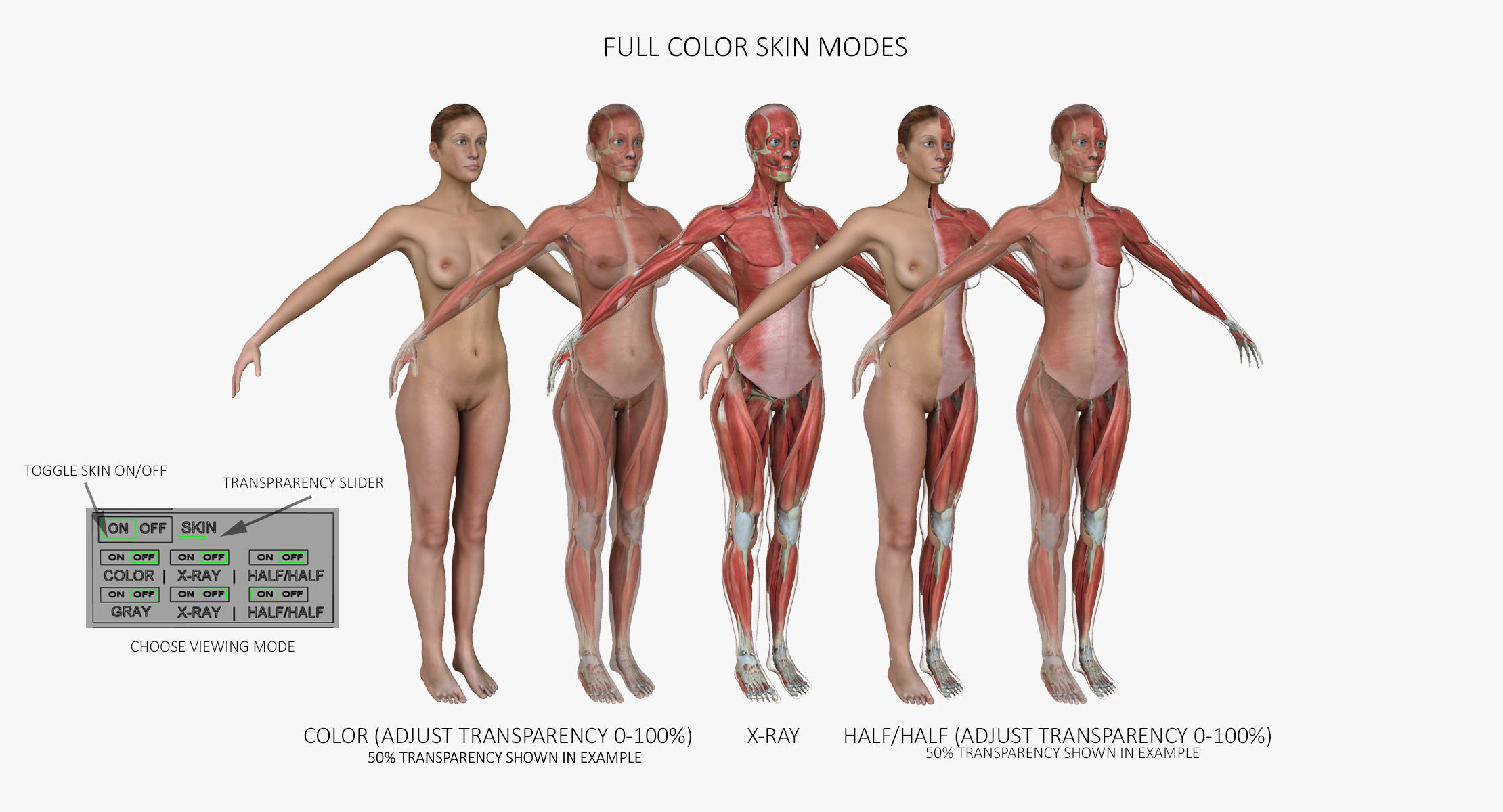 Male and Female Complete Muscle Anatomy 3D model_5
