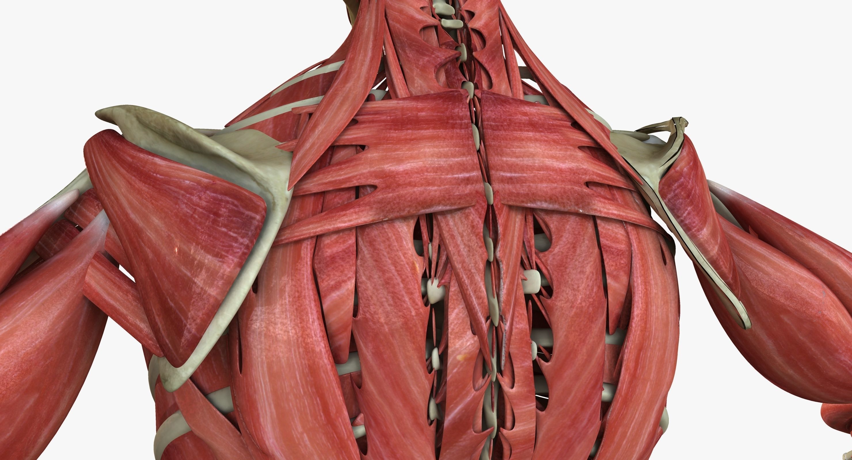 Male and Female Complete Muscle Anatomy 3D model_25