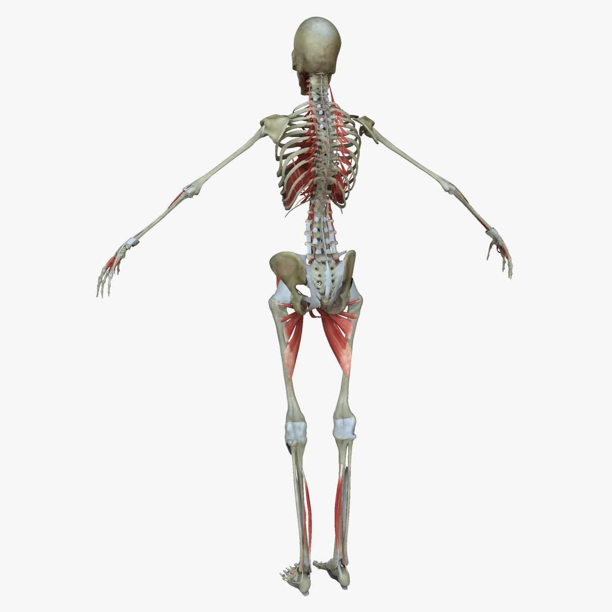 Male and Female Complete Muscle Anatomy 3D model_52