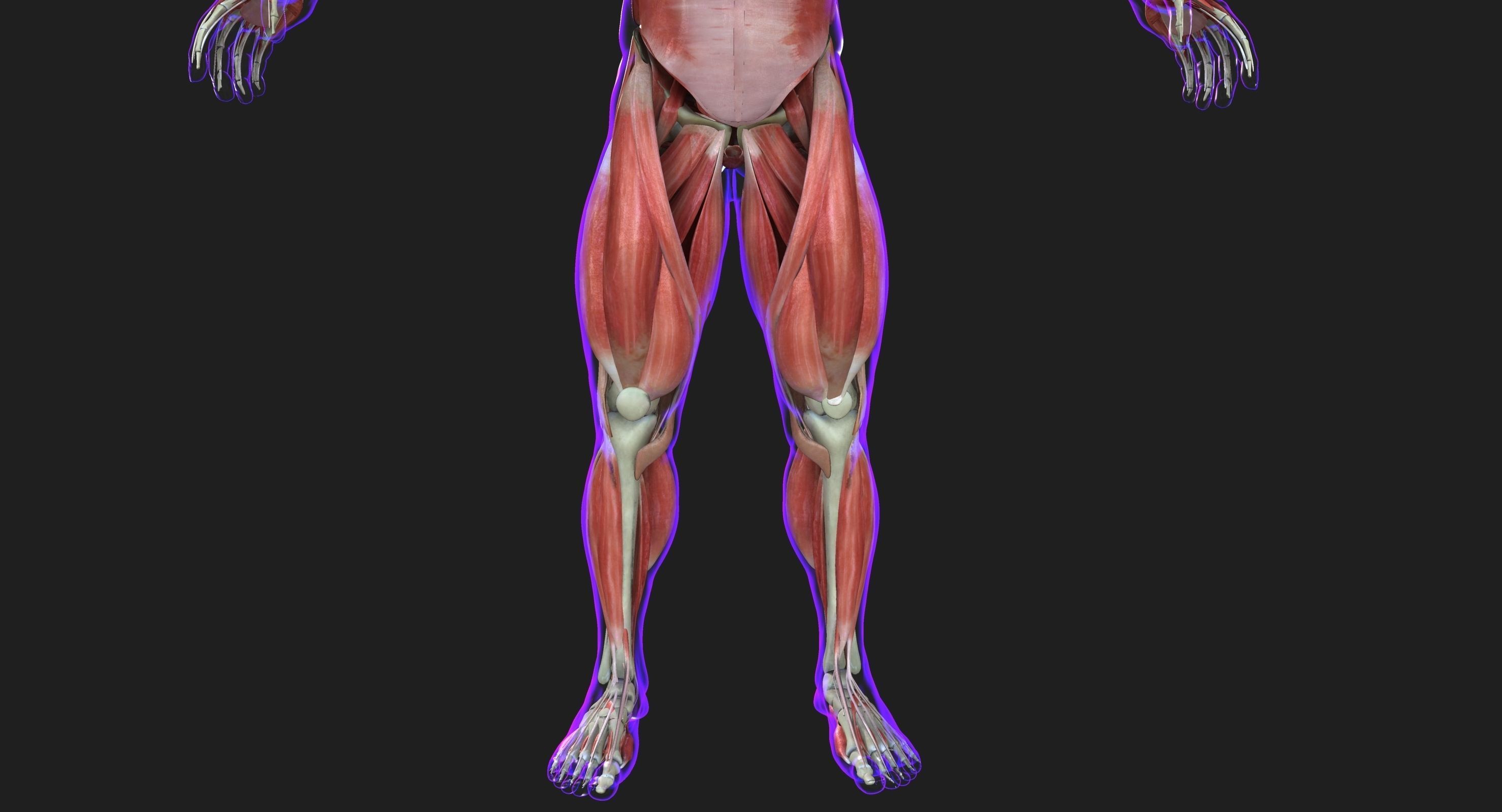 Male and Female Complete Muscle Anatomy 3D model_14