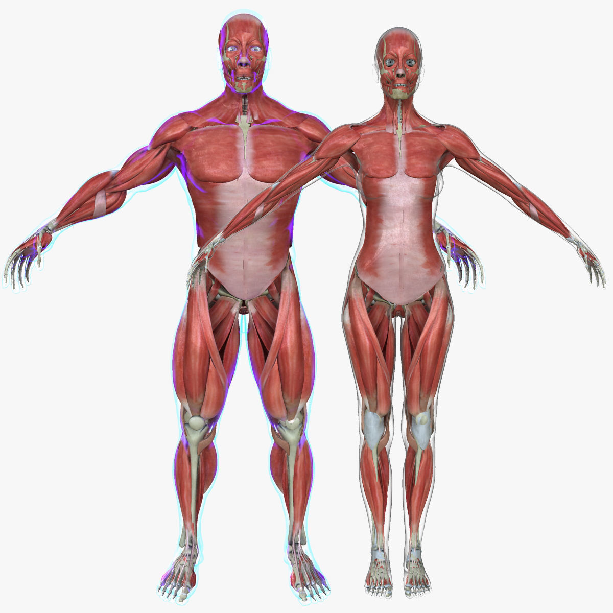Male and Female Complete Muscle Anatomy 3D model_1