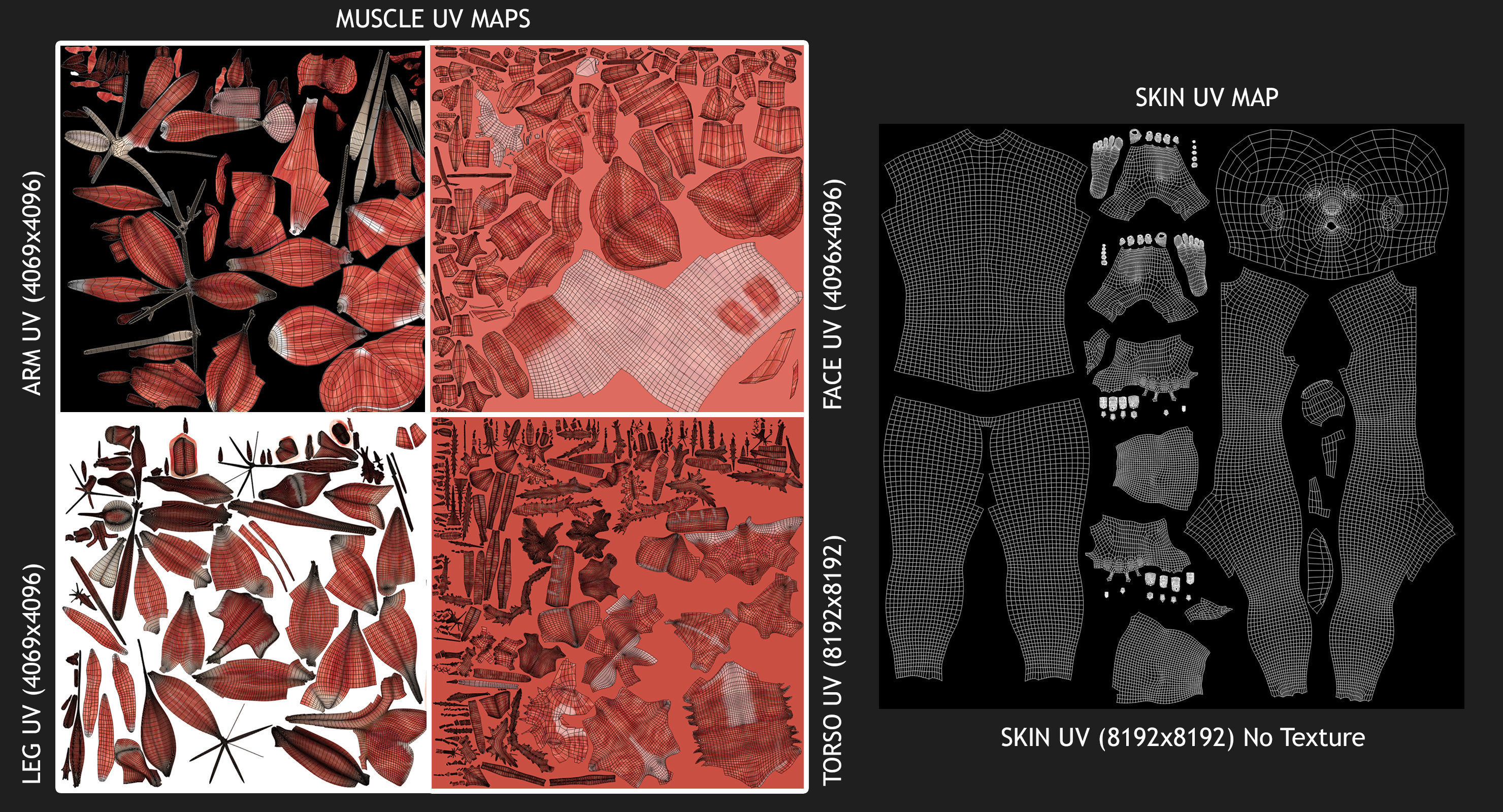 Male and Female Complete Muscle Anatomy 3D model_55