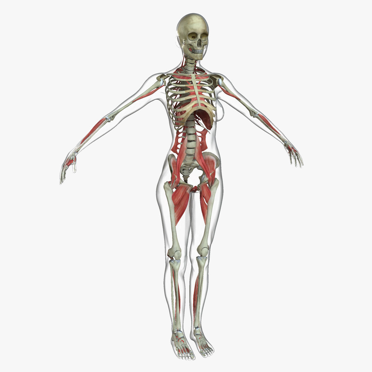 Male and Female Complete Muscle Anatomy 3D model_34